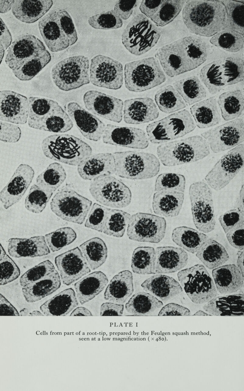 PLATE I Cells from part of a root-tip, prepared by the Feulgen squash method, seen at a low magnification ( x 480).