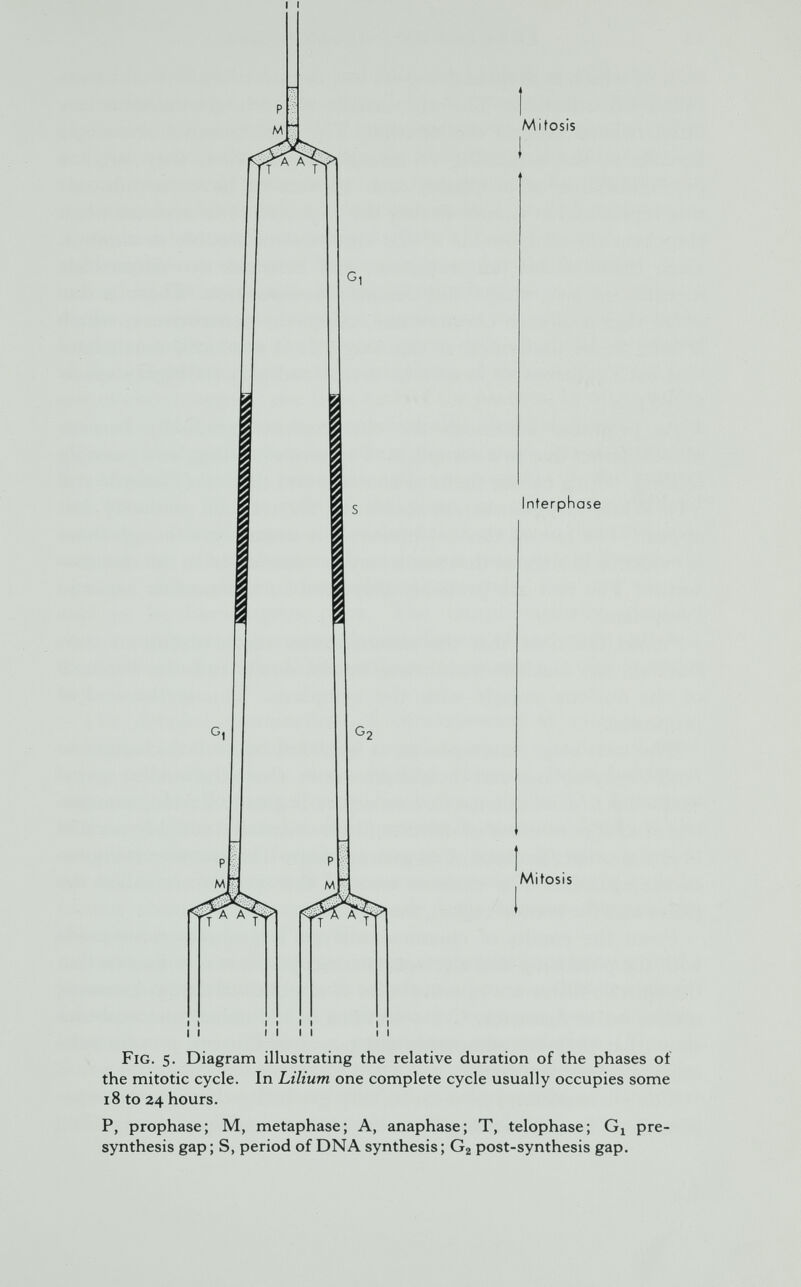 Interphase P M A A - T T i i I I M Mitosis I I I I I I I I I I Fig. 5. Diagram illustrating the relative duration of the phases of the mitotic cycle. In Lilium one complete cycle usually occupies some 18 to 24 hours. P, prophase; M, metaphase; A, anaphase; T, telophase; Gi pre- synthesis gap ; S, period of DNA synthesis ; Gg post-synthesis gap.