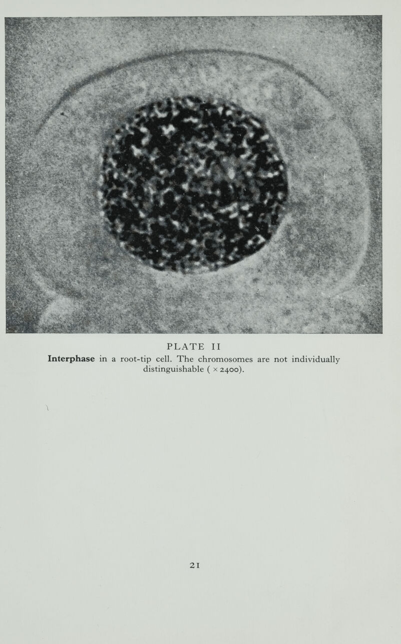 PLATE II Interphase in a root-tip cell. The chromosomes are not individually distinguishable ( x 2400). 21