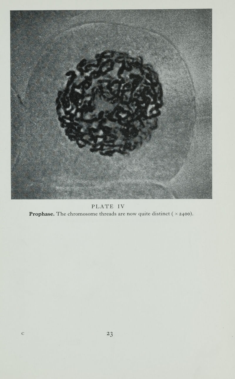 PLATE IV Prophase. The chromosome threads are now quite distinct ( x 2400). с 23