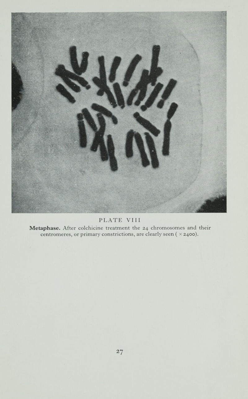 PLATE Vili Metaphase. After colchicine treatment the 24 chromosomes and their centromeres, or primary constrictions, are clearly seen ( x 2400). 27