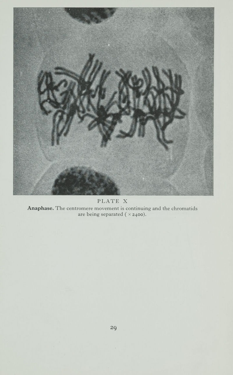 PLATE X Anaphase. The centromere movement is continuing and the chromatids are being separated ( x 2400). 29