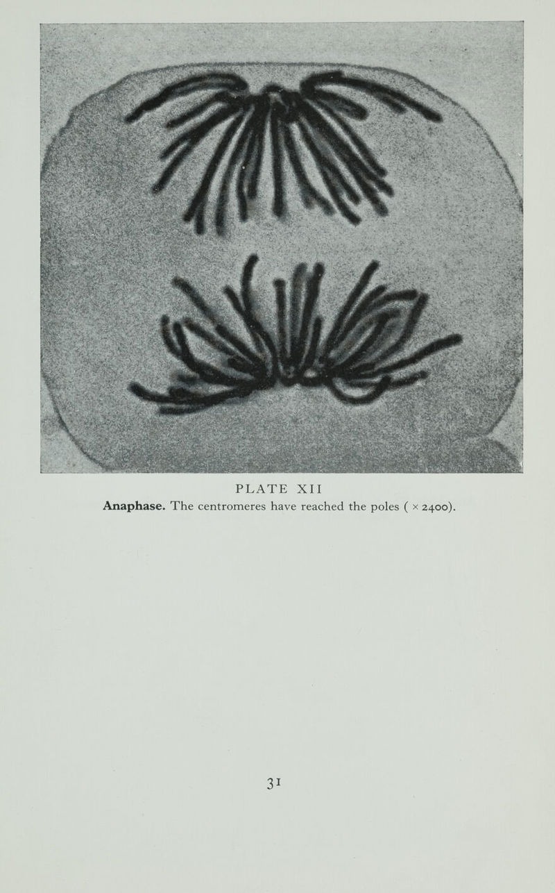 PLATE XII Anaphase. The centromeres have reached the poles ( x 2400). 31