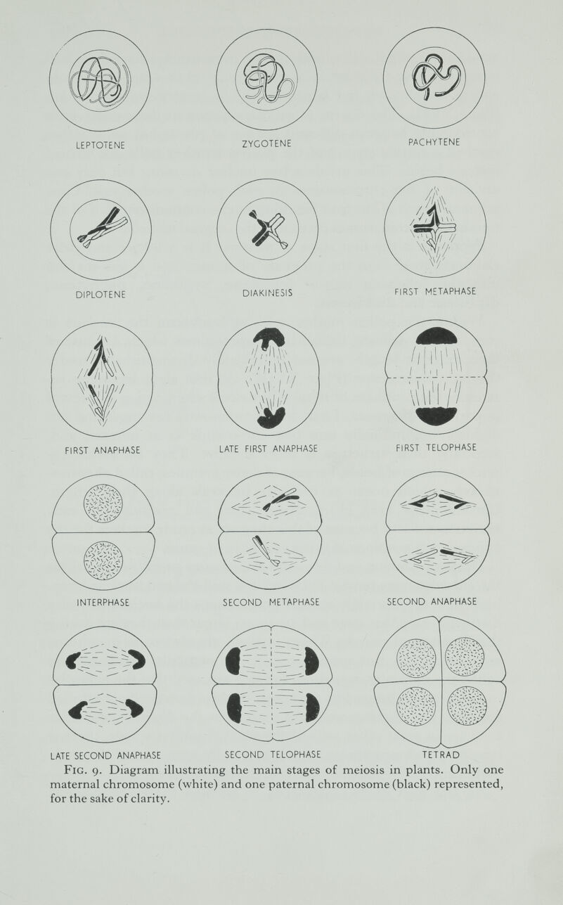 leptotene zygotene pachytene М,1 1,1 Wir 7 first anaphase late first anaphase first telophase interphase late second anaphase second metaphase second anaphase tetrad second telophase Fig. 9. Diagram illustrating the main stages of meiosis in plants. Only one maternal chromosome (white) and one paternal chromosome (black) represented, for the sake of clarity.