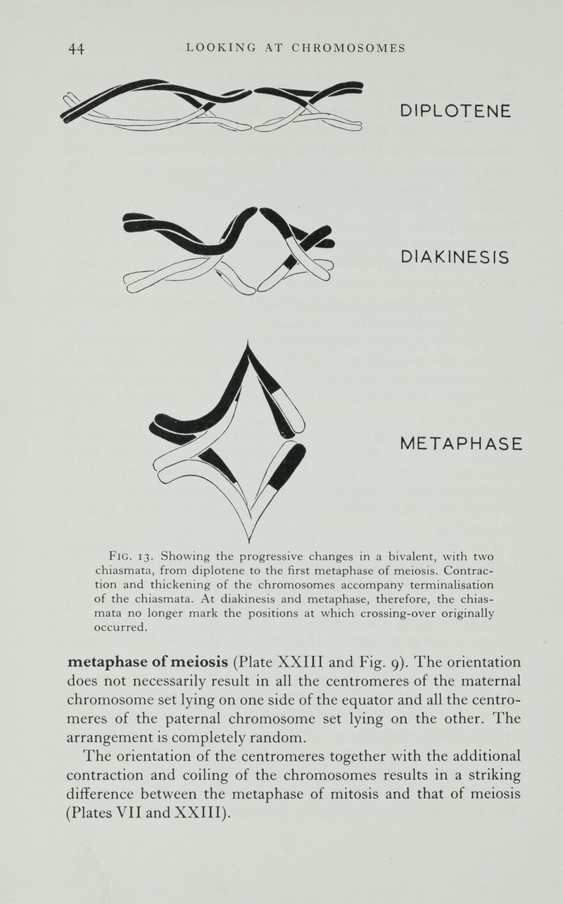 44 LOOKING AT CHROMOSOMES DIPLOTENE DIAKINESIS METAPHASE Fig. 13. Showing the progressive changes in a bivalent, with two chiasmata, from diplotene to the first metaphase of meiosis. Contrac¬ tion and thickening of the chromosomes accompany terminalisation of the chiasmata. At diakinesis and metaphase, therefore, the chias¬ mata no longer mark the positions at which crossing-over originally occurred. metaphase of meiosis (Plate XXIII and Fig. 9). The orientation does not necessarily result in all the centromeres of the maternal chromosome set lying on one side of the equator and all the centro¬ meres of the paternal chromosome set lying on the other. The arrangement is completely random. The orientation of the centromeres together with the additional contraction and coiling of the chromosomes results in a striking difference between the metaphase of mitosis and that of meiosis (Plates VII and XXIII).