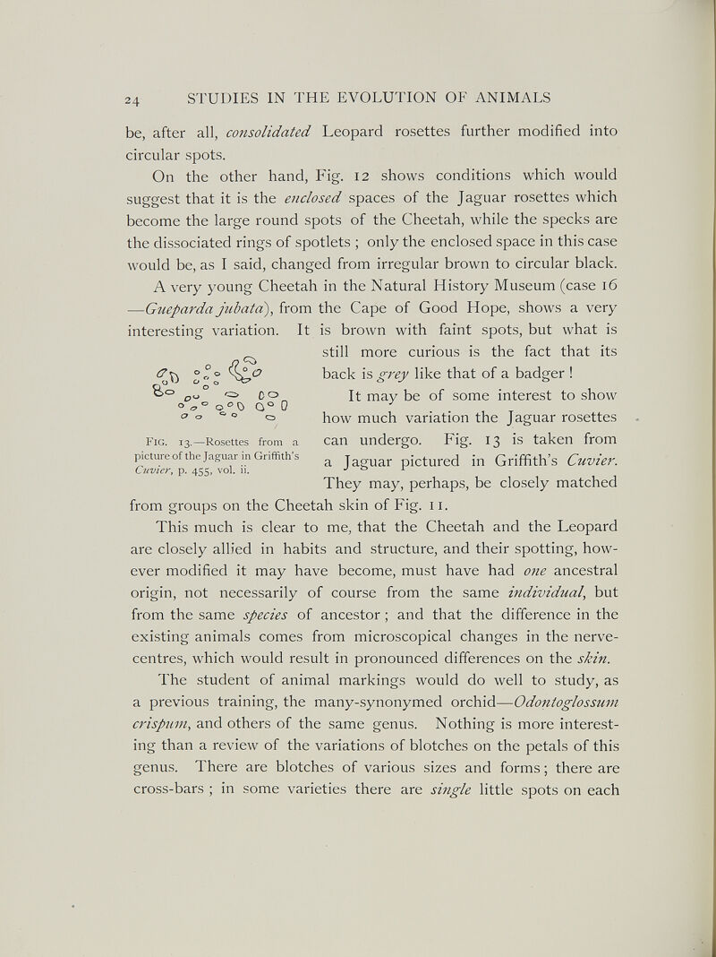 24 STUDIES IN THE EVOLUTION OF ANIMALS be, after all, consolidated Leopard rosettes further modified into circular spots. On the other hand, Fig. 12 shows conditions which would suggest that it is the enclosed spaces of the Jaguar rosettes which become the large round spots of the Cheetah, while the specks are the dissociated rings of spotlets ; only the enclosed space in this case would be, as I said, changed from irregular brown to circular black. A very young Cheetah in the Natural History Museum (case 16 —Gueparda jubata), from the Cape of Good Hope, shows a very interesting variation. It is brown with faint spots, but what is ^ still more curious is the fact that its back is, grey like that of a badger ! <=> CO It may be of some interest to show °  о how much variation the Jaguar rosettes Fig. 13.—Rosettes from a сап undergo. Fig. 13 is taken from picture of the Jaguar in Griffith's ^ Jaguar pictured in Griffith's Cuvier. Cnvier, p. 455, vol. 11. J Q 1. They may, perhaps, be closely matched from groups on the Cheetah skin of Fig. 11. This much is clear to me, that the Cheetah and the Leopard are closely allied in habits and structure, and their spotting, how¬ ever modified it may have become, must have had one ancestral origin, not necessarily of course from the same individual^ but from the same species of ancestor ; and that the difference in the existing animals comes from microscopical changes in the nerve- centres, which would result in pronounced differences on the skin. The student of animal markings would do well to study, as a previous training, the many-synonymed orchid—Odontoglossum crispum, and others of the same genus. Nothing is more interest¬ ing than a review of the variations of blotches on the petals of this genus. There are blotches of various sizes and forms ; there are cross-bars ; in some varieties there are single little spots on each