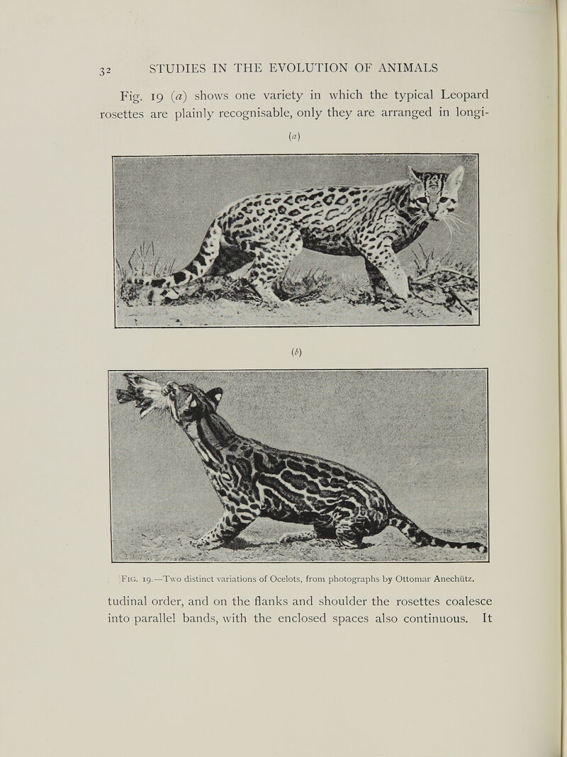 STUDIES IN THE EVOLUTION OF ANIMALS Fig. 19 (a) shows one variety in which the typical Leopard rosettes are plainly recognisable, only they are arranged in longi- Fig. 19.—Two distinct variations of Ocelots, from photographs by Ottoniar Anechiitz. tudinal order, and on the flanks and shoulder the rosettes coalesce into parallel bands, with the enclosed spaces also continuous. It