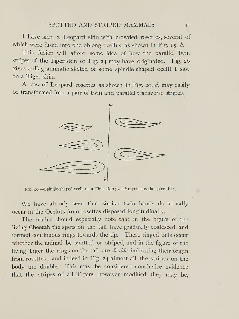 SPOTTED AND STRIPED MAMMALS 41 I have seen a Leopard skin with crowded rosettes, several of which were fused into one oblong ocellus, as shown in Fig. 15, This fusion will afford some idea of how the parallel twin stripes of the Tiger skin of Fig. 24 may have originated. Fig. 26 gives a diagrammatic sketch of some spindle-shaped ocelli I saw on a Tiger skin. A row of Leopard rosettes, as shown in Fig. 20, d, may easily be transformed into a pair of twin and parallel transverse stripes. cu ь Fig. 26.—Spindle-shaped ocelli on a Tiger skin ; a—Ъ represents the spinal line. We have already seen that similar twin bands do actually occur in the Ocelots from rosettes disposed longitudinally. The reader should especially note that in the figure of the living Cheetah the spots on the tail have gradually coalesced, and formed continuous rings towards the tip. These ringed tails occur whether the animal be spotted or striped, and in the figure of the living Tiger the rings on the tail are double, indicating their origin from rosettes ; and indeed in Fig. 24 almost all the stripes on the body are double. This may be considered conclusive evidence that the stripes of all Tigers, however modified they may be,