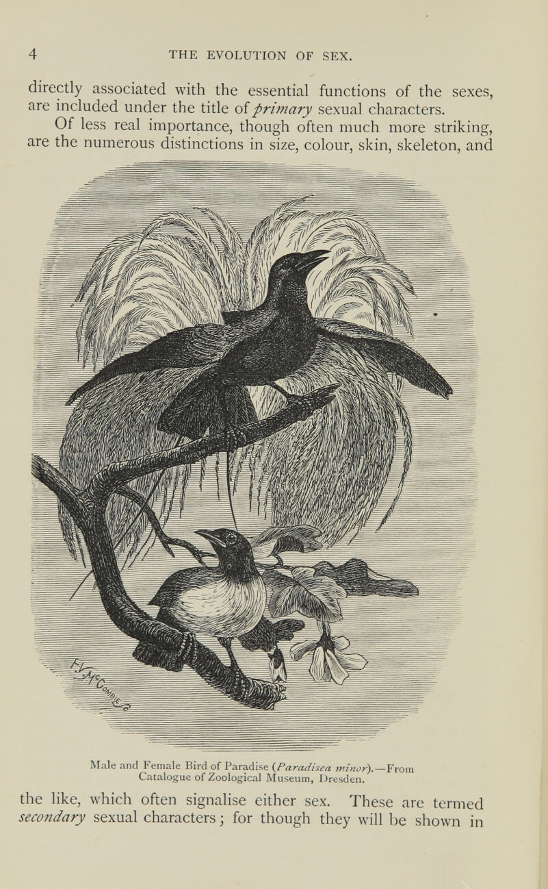 4 THE EVOLUTION OF SEX. directly associated with the essential functions of the sexes, are included under the title of prwiary sexual characters. Of less real importance, though often much more striking, are the numerous distinctions in size, colour, skin, skeleton, and Male and Female Bird of Paradise (Paradisea minor).—From Catalogue of Zoological Museum, Dresden. the like, which often signalise either sex. These are termed secondary sexual characters ; for though they will be shown in