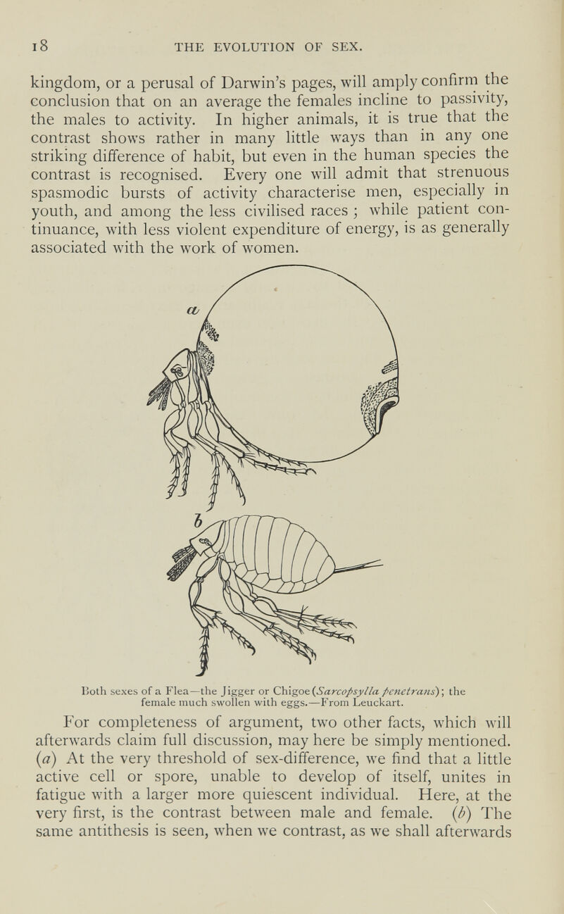 i8 THE EVOLUTION OF SEX. kingdom, or a perusal of Darwin's pages, will аплр1у confirm the conclusion that on an average the females incline to passivity, the males to activity. In higher animals, it is true that the contrast shows rather in many little ways than in any one striking difference of habit, but even in the human species the contrast is recognised. Every one will admit that strenuous spasmodic bursts of activity characterise men, especially in youth, and among the less civilised races ; while patient con¬ tinuance, with less violent expenditure of energy, is as generally associated with the work of women. For completeness of argument, two other facts, which will afterwards claim full discussion, may here be simply mentioned. {a) At the very threshold of sex-difference, we find that a little active cell or spore, unable to develop of itself, unites in fatigue with a larger more quiescent individual. Here, at the very first, is the contrast between male and female, {b) The same antithesis is seen, when we contrast, as we shall afterwards Both sexes of a Flea—the Jigger or Cb\g,oe{SarcopsyHa penetrans)', the female much .swollen with eggs.—From Leuckart.