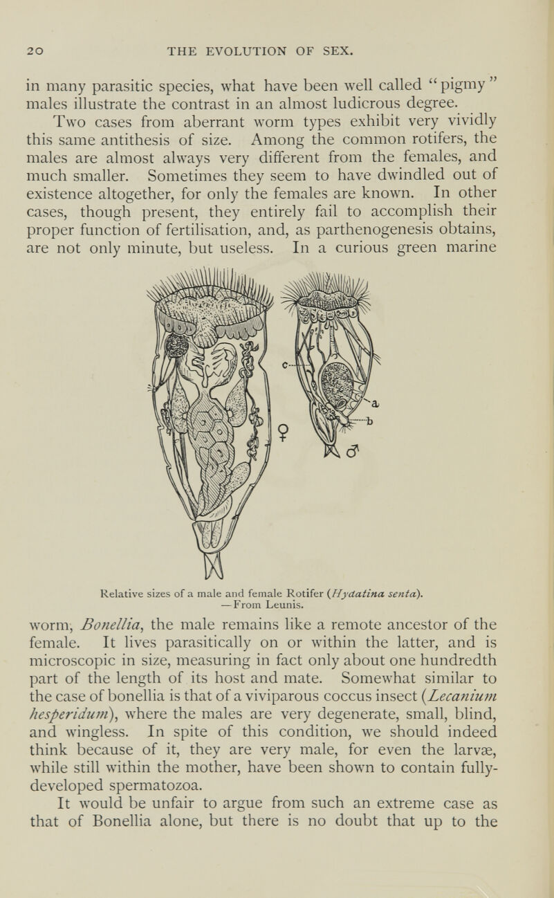 20 THE EVOLUTION OF SEX. in many parasitic species, what have been well called  pigmy  males illustrate the contrast in an almost ludicrous degree. Two cases from aberrant worm types exhibit very vividly this same antithesis of size. Among the common rotifers, the males are almost always very different from the females, and much smaller. Sometimes they seem to have dwindled out of existence altogether, for only the females are known. In other cases, though present, they entirely fail to accomplish their proper function of fertilisation, and, as parthenogenesis obtains, are not only minute, but useless. In a curious green marine Relative sizes of a male and female Rotifer (Hydatina senta). — From Leunis. worm, ßonellia, the male remains like a remote ancestor of the female. It lives parasitically on or within the latter, and is microscopic in size, measuring in fact only about one hundredth part of the length of its host and mate. Somewhat similar to the case of bonellia is that of a viviparous coccus insect (Lecanium hespe?'id2im), where the males are very degenerate, small, blind, and wingless. In spite of this condition, we should indeed think because of it, they are very male, for even the larvae, while still Avithin the mother, have been shown to contain fully- developed spermatozoa. It would be unfair to argue from such an extreme case as that of Bonellia alone, but there is no doubt that up to the