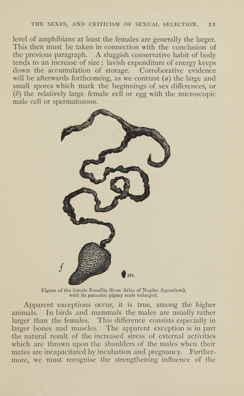 THE SEXES, AND CRITICISM OF SEXUAL SELECTION. 21 level of amphibians at least the females are generally the larger. This then must be taken in connection with the conclusion of the previous paragraph. A sluggish conservative habit of body tends to an increase of size ; lavish expenditure of energy keeps down the accumulation of storage. Corroborative evidence will be afterwards forthcoming, as we contrast {a) the large and small spores which mark the beginnings of sex differences, or {b) the relatively large female cell or egg with the microscopic male cell or spermatozoon. Figure of the Temale Bonellia (from Atlas of Naples Aquarium), with its parasitic pigmy male enlarged. Apparent exceptions occur, it is true, among the higher animals. In birds and mammals the males are usually rather larger than the females. This difference consists especially in larger bones and muscles. The apparent exception is in part the natural result of the increased stress of external activities which are thrown upon the shoulders of the males when their mates are incapacitated by incubation and pregnancy, f'urther- more, we must recognise the strengthening influence of the