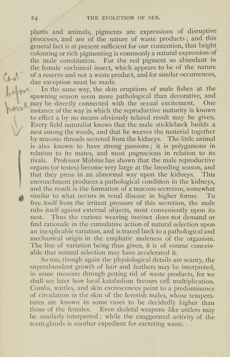 24 THE EVOLUTION OF SEX. plants and animals, pigments are expressions of disruptive processes, and are of the nature of waste products ; and this general fact is at present sufficient for our contention, that bright colouring or rich pigmenting is commonly a natural expression of the male constitution. For the red pigment so abundant in the female cochineal insect, which appears to be of the nature of a reserve and not a waste product, and for similar occurrences, due exception must be made. < In the same way, the skin eruptions of male fishes at the spawning season seem more pathological than decorative, and L may be directly connected with the sexual excitement. One instance of the way in which the reproductive maturity is known to effect a by no means obviously related result may be given. Every field naturalist knows that the male stickleback builds a nest among the weeds, and that he weaves the material together by mucous threads secreted from the kidneys. The little animal is also known to have strong passions ; it is polygamous in relation to its mates, and most pugnacious in relation to its rivals. Professor Möbius has shown that the male reproductive organs (or testes) become very large at the breeding season, and that they press in an abnormal way upon the kidneys. This encroachment produces a pathological condition in the kidneys, and the result is the formation of a mucous secretion, somewhat similar to what occurs in renal disease in higher forms. To free itself from the irritant pressure of this secretion, the male rubs itself against external objects, most conveniently upon its nest. Thus the curious weaving instinct does not demand or find rationale in the cumulative action of natural selection upon an inexplicable variation, and is traced back to a pathological and mechanical origin in the emphatic maleness of the organism. The line of variation being thus given, it is of course conceiv¬ able that natural selection may have accelerated it. So too, though again the physiological details are scanty, the superabundant growth of hair and feathers may be interpreted, in some measure through getting rid of waste products, for we shall see later how local katabolism favours cell multiplication. Combs, wattles, and skin excrescences point to a predominance of circulation in the skin of the feverish males, whose tempera¬ tures are known in some cases to be decidedly higher than those of the females. Even skeletal weapons like antlers may be similarly interpreted ; while the exaggerated activity of the scent-glands is another expedient for excreting waste.