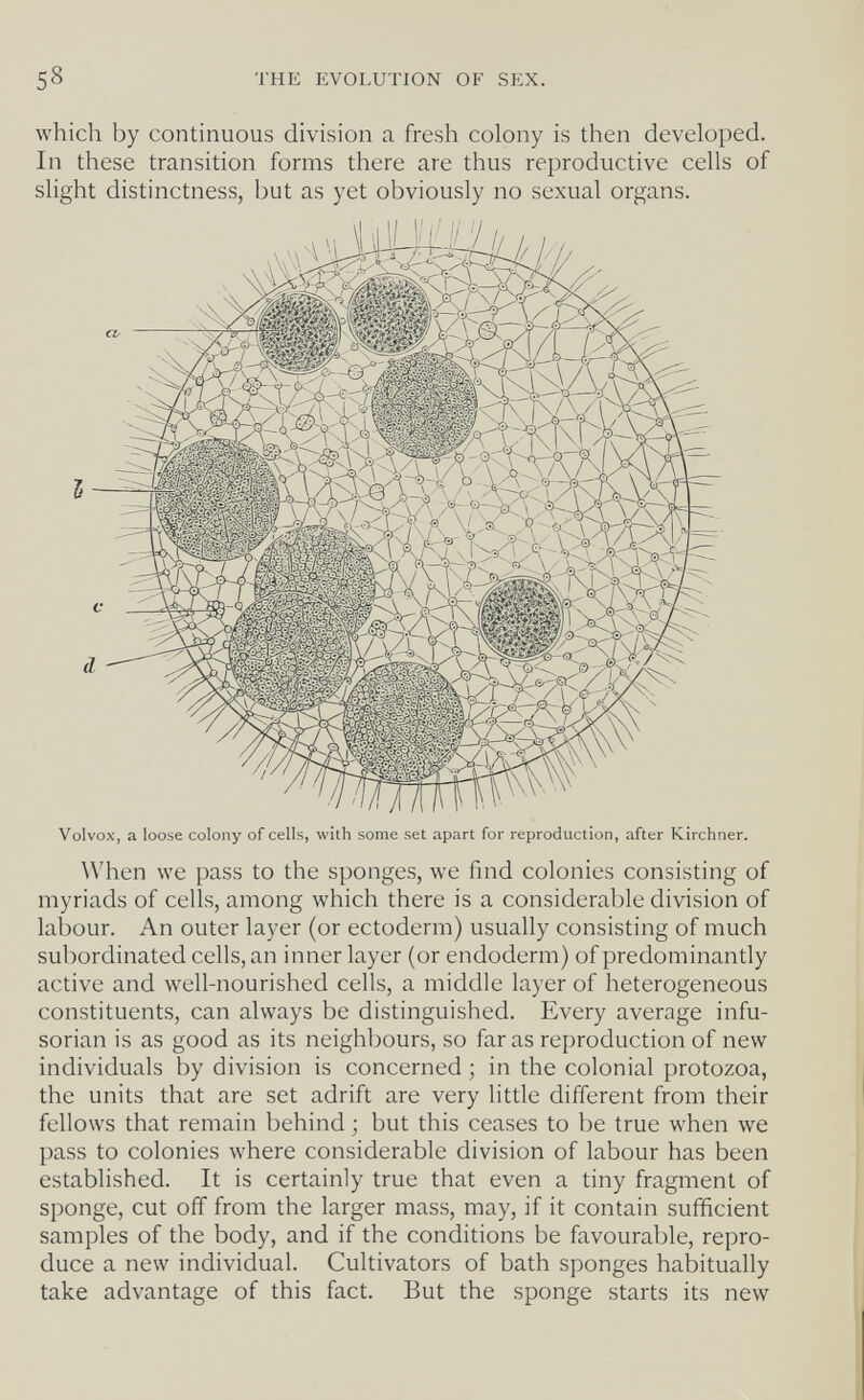 58 THE EVOLUTION OF SEX. which by continuous division a fresh colony is then developed. In these transition forms there are thus reproductive cells of slight distinctness, but as yet obviously no sexual organs. Volvox, a loose colony of cells, with some set apart for reproduction, after Kirchner. When we pass to the sponges, we find colonies consisting of myriads of cells, among which there is a considerable division of labour. An outer layer (or ectoderm) usually consisting of much subordinated cells, an inner layer (or endoderm) of predominantly active and well-nourished cells, a middle layer of heterogeneous constituents, can always be distinguished. Every average infu- sorian is as good as its neighbours, so far as reproduction of new individuals by division is concerned ; in the colonial protozoa, the units that are set adrift are very little different from their fellows that remain behind ; but this ceases to be true when we pass to colonies where considerable division of labour has been established. It is certainly true that even a tiny fragment of sponge, cut off from the larger mass, may, if it contain sufficient samples of the body, and if the conditions be favourable, repro¬ duce a new individual. Cultivators of bath sponges habitually take advantage of this fact. But the sponge starts its new