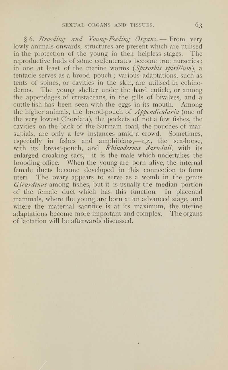 SEXUAL ORGANS AND TISSUES. § 6. Brooding and Young-Feeding Organs. — From very lowly animals onwards, structures are present which are utilised in the protection of the young in their helpless stages. The reproductive buds of söme coelenterates become true nurseries ; in one at least of the marine worms {Spi?-orbis spirillum)^ a tentacle serves as a brood pouch ; various adaptations, such as tents of spines, or cavities in the skin, are utilised in echino- derms. The young shelter under the hard cuticle, or among the appendages of crustaceans, in the gills of bivalves, and a cuttle-fish has been seen with the eggs in its mouth. Among the higher animals, the brood-pouch of Appendicularia (one of the very lowest Chordata), the pockets of not a few fishes, the cavities on the back of the Surinam toad, the pouches of mar¬ supials, are only a few instances amid a crowd. Sometimes, especially in fishes and amphibians,—e.g.^ the sea-horse, with its breast-pouch, and Rhinodertna darivinii, with its enlarged croaking sacs,—it is the male which undertakes the brooding office. When the young are born alive, the internal female ducts become developed in this connection to form uteri. The ovary appears to serve as a womb in the genus Girardinus among fishes, but it is usually the median portion of the female duct which has this function. In placental mammals, where the young are born at an advanced stage, and where the maternal sacrifice is at its maximum, the uterine adaptations become more important and complex. The organs of lactation will be afterwards discussed.