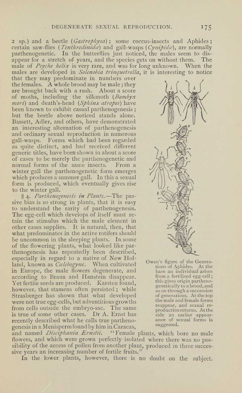 DEGENERATE SEXUAL REPRODUCTION. 175 2 sp.) and a beetle {Gastrophysa) •, some coccus-insects and Aphides; certain saw-flies {Tenthredinidœ) and gall-wasps are normally parthenogenetic. In the butterflies just noticed, the males seem to dis¬ appear for a stretch of years, and the species gets on without them. The male of Psyche helix is very rare, and was for long unknown. When the males are developed in Solenobia triiiquetrella, it is interesting to notice that they may predominate in numbers over the females. A whole brood may be male ; they are brought back with a rush. About a score of moths, including the silkmoth {Bombyx mori) and death's-head (Sphinx atropas) have been known to exhibit casual parthenogenesis ; but the beetle above noticed stands alone. Bassett, Adler, and others, have demonstrated an interesting alternation of parthenogenesis and ordinary sexual reproduction in numerous gall-wasps. Forms which had been regarded as quite distinct, and had received different generic titles, have been shown in about a score of cases to be merely the parthenogenetic and normal forms of the same insects. From a winter gall the parthenogenetic form emerges which produces a summer gall. In this a sexual form is produced, which eventually gives rise to the winter gall. § 4. Parthenogenesis in Plants.—The pas¬ sive bias is so strong in plants, that it is easy to understand the rarity of parthenogenesis. The egg-cell which develops of itself must re¬ tain the stimulus which the male element in other cases supplies. It is natural, then, that what predominates in the active rotifers should be uncommon in the sleeping plants. In some of the flowering plants, what looked like par¬ thenogenesis has repeatedly been described, especially in regard to a native of New Hol¬ land, known as Cœlehogyne. When cultivated in Europe, the male flowers degenerate, and according to Braun and Hanstein disappear. Yet fertile seeds are produced. Karsten found, however, that stamens often persisted ; while Strasburger has shown that what developed were not true egg-cells, but adventitious growths from cells outside the embryo-sac. The same is true of some other cases. Dr A. Ernst has Owen's figure of the Genera¬ tions of Aphides. At the base an individual arises from a fertilised egg-cell ; this gives origin partheno- genetically to a brood, and so on through a succession of generations. At the top the male and female forms reappear, and sexual re¬ production returns. At the side an earlier appear¬ ance of sexual forms is suggested. recently described what he calls true partheno¬ genesis in a Menisperm found by him in Caracas, and named Disciphania Ernstii. Female plants, which bore no male flowers, and which were grown perfectly isolated where there was no pos¬ sibility of the access of pollen from another plant, produced in three succes¬ sive years an increasing number of fertile fruits. In the lower plants, however, there is no doubt on the subject.