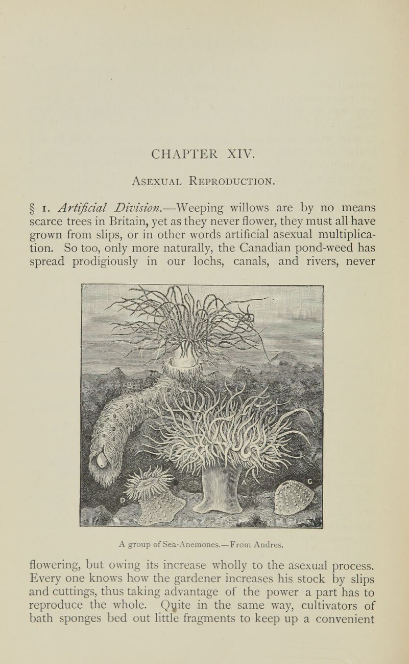 CHAPTER XIV. Asexual Reproduction. § I. Artificial Division.—Weeping willows are by no means scarce trees in Britain, yet as they never flower, they must all have grown from slips, or in other words artificial asexual multiplica¬ tion. So too, only more naturally, the Canadian pond-weed has spread prodigiously in our lochs, canals, and rivers, never A group of Sea-Anemones.—From Andres. flowering, but owing its increase wholly to the asexual process. Every one knows how the gardener increases his stock by slips and cuttings, thus taking advantage of the power a part has to reproduce the whole. Qyite in the same way, cultivators of bath sponges bed out little fragments to keep up a convenient