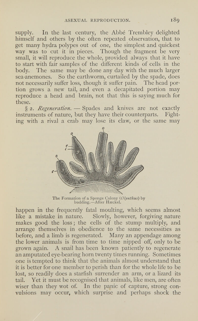 ASEXUAL REPRODUCTION. 189 supply. In the last century, the Abbé Trembley delighted himself and others by the often repeated observation, that to get many hydra polypes out of one, the simplest and quickest way was to cut it in pieces. Though the fragment be very small, it will reproduce the whole, provided always that it have to start with fair samples of the different kinds of cells in the body. The same may be done any day with the much larger sea-anemones. So the earthworm, curtailed by the spade, does not necessarily suffer loss, though it suffer pain. The head por¬ tion grows a new tail, and even a decapitated portion may reproduce a head and brain, not that this is saying much for these. § 2. Regene?-ation. — Spades and knives are not exactly instruments of nature, but they have their counterparts. Fight¬ ing with a rival a crab may lose its claw, or the same may The Formation of a Sponge Colony (Olynthus) by budding.—After Нгеске!. happen in the frequently fatal moulting, which seems almost like a mistake in nature. Slowly, however, forgiving nature makes good the loss ; the cells of the stump multiply, and arrange themselves in obedience to the same necessities as before, and a limb is regenerated. Many an appendage among the lower animals is from time to time nipped off, only to be grown again. A snail has been known patiently to regenerate an amputated eye-bearing horn twenty times running. Sometimes one is tempted to think that the animals almost understand that it is better for one member to perish than for the whole life to be lost, so readily does a starfish surrender an arm, or a lizard its tail. Yet it must be recognised that animals, like men, are often wiser than they wot of. In the panic of capture, strong con¬ vulsions may occur, which surprise and perhaps shock the
