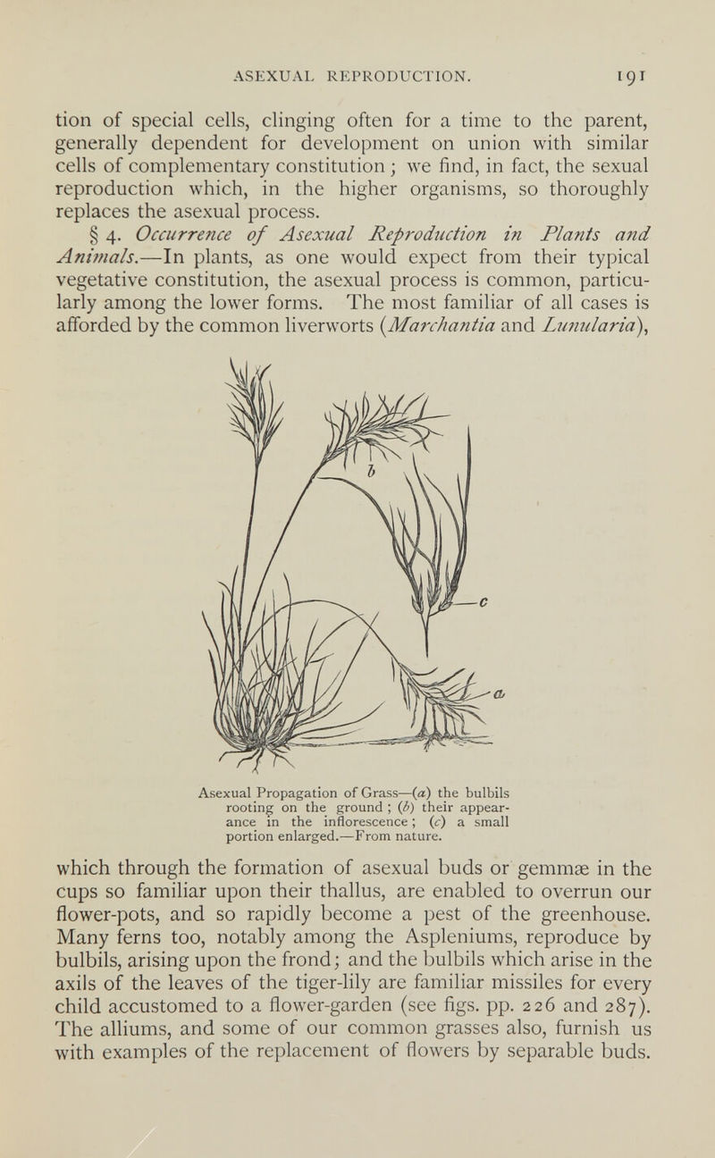 ASEXUAL REPRODUCTION. 19Г tien of special cells, clinging often for a time to the parent, generally dependent for development on union with similar cells of complementary constitution ; we find, in fact, the sexual reproduction which, in the higher organisms, so thoroughly replaces the asexual process. § 4. Occurrence of Asexual Reproduction in Plants and Animals.—In plants, as one would expect from their typical vegetative constitution, the asexual process is common, particu¬ larly among the lower forms. The most familiar of all cases is afforded by the common liverworts {^Marchantía and Lunularia), which through the formation of asexual buds or gemmae in the cups so familiar upon their thallus, are enabled to overrun our flower-pots, and so rapidly become a pest of the greenhouse. Many ferns too, notably among the Aspleniums, reproduce by bulbils, arising upon the frond ; and the bulbils which arise in the axils of the leaves of the tiger-lily are familiar missiles for every child accustomed to a flower-garden (see figs. pp. 226 and 287). The alliums, and some of our common grasses also, furnish us with examples of the replacement of flowers by separable buds. Asexual Propagation of Grass—(a) the bulbils rooting on the ground ; (b) their appear¬ ance m the inflorescence ; (c) a small portion enlarged.—From nature.