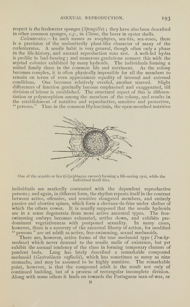 ASEXUAL REPRODUCTION. 193 respect is the freshwater sponges {Spongilla) ; they have also been described in other common sponges, e.g., in Clione, the borer in oyster shells. Cœlenterates.—In such names as zoophytes, sea-firs, sea-roses, there is a prevision of the undoubtedly plant-like character of many of the cœlenterates. A sessile habit is very general, though often only a phase in the life-history, and asexual reproduction runs riot. A well-fed hydra is prolific in bud-bearing ; and numerous gradations connect this with the myriad colonies exhibited by many hydroids. The individuals forming a united family share in the common life and nutriment. As the colony becomes complex, it is often physically impossible for all the members to remain on terms of even approximate equality of internal and external conditions. One becomes relatively overfed, another starved. Slight differences of function gradually become emphasised and exaggerated, till division of labour is established. The structural aspect of this is differen¬ tiation or polymorphism among the members of the colony, and results in the establishment of nutritive and reproductive, sensitive and protective,  persons. Thus in the common Hydractinia, the open-mouthed nutritive One of the acarids or lice {Glycifhagus cursor) forming a life-saving cyst, while the individual itself dies. individuals are markedly contrasted with the dependent reproductive persons ; and again, in different form, the rhythm repeats itself in the contrast between active, offensive, and sensitive elongated members, and entirely passive and abortive spines, which form a chevaux-de-frise under shelter of which the others cower. It is usually supposed that the sessile hydroids are in a sense degenerate from more active ancestral types. The free- swimming embryo becomes exhausted, settles down, and exhibits pre¬ dominant vegetativeness with postponed sexuality. In many cases, however, there is a recovery of the ancestral liberty of action, for modified  persons  are set adrift as active, free-swimming, sexual medusoids. There are, however, active forms of the true medusoid type {Trachy- medusœ) which never descend to the sessile nadir of existence, but yet exhibit the asexual tendency of the class in forming temporary clusters of pendent buds. Lang has lately described a remarkable compound medusoid {Gastrohlasta raffaelii), which has sometimes as many as nine stomachs, and may be assumed to be highly nutritive. The remarkable point, however, is that the compound adult is the result not only of continued budding, but of a process of rectangular incomplete division. Along with some others it leads on towards the Portuguese man-of-war, or N