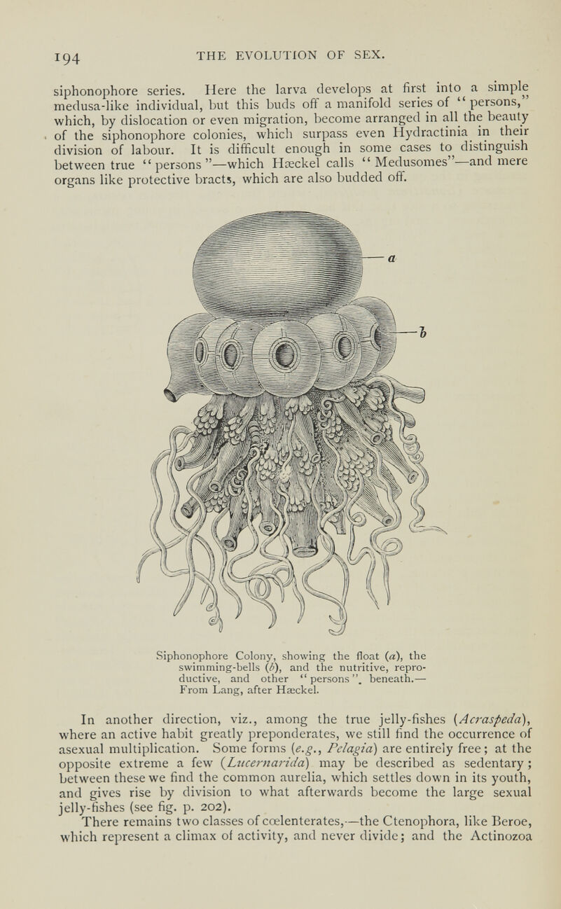 194 THE EVOLUTION OF SEX. siphonophore series. Here the larva develops at first into a simple medusa-like individual, but this buds off a manifold series of  persons, which, by dislocation or even migration, become arranged in all the beauty of the siphonophore colonies, whicli surpass even Hydractinia in their division of labour. It is difficult enough in some cases to distinguish between true persons—which Hœckel calls  Medusomes—and mere organs like protective bracts, which are also budded off. Siphonophore Colony, showing the float (a), the swiniming-bells (/>), and the nutritive, repro¬ ductive, and other persons, beneath.— From Lang, after Ha;ckel. In another direction, viz., among the true jelly-fishes {Acraspeda), where an active habit greatly preponderates, we still find the occurrence of asexual multiplication. Some forms {e.g., Pelagio) are entirely free; at the opposite extreme a few (^Lttcernarida) may be described as sedentary ; between these we find the common aurelia, which settles down in its youth, and gives rise by division to what afterwards become the large sexual jelly-fishes (see fig. p. 202). There remains two classes of cœlenterates,—the Ctenophora, like Beroe, which represent a climax of activity, and never divide ; and the Actinozoa