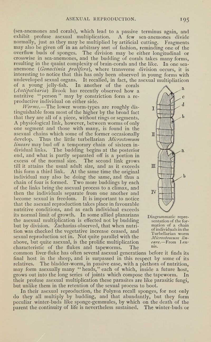 ASEXUAL REPRODUCTION. 195 (sea-anemones and corals), which lead to a passive terminus again, and exhibit profuse asexual multiplication. A few sea-anemones divide normally, just as they may be multiplied by artificial cutting. Fragments may also be given off in an arbitrary sort of fashion, reminding one of the overflow buds of sponges. The division may be either longitudinal or crosswise in sea-anemones, and the budding of corals takes many forms, resulting in the quaint complexity of brain-corals and the like. In one sea- anemone {Gonactinia prolifera), where transverse division occurs, it is interesting to notice that this has only been observed in young forms with undeveloped sexual organs. It recalled, in fact, the asexual multipliaticon of a young jelly-fish. In another of the corals {Aìitipatharià) Brook has recently observed how a nutritive person may by constriction form a re¬ productive individual on either side. Worms.—The lower worm-types are roughly dis¬ tinguishable from most of the higher by the broad fact that they are all of a piece, without rings or segments. A physiological link, however, between worms of only one segment and those with many, is found in the asexual chains which some of the former occasionally develop. Thus the little turbellarian MicrostoT?iu7n liiieare may bud off a temporary chain of sixteen in¬ dividual links. The budding begins at the posterior end, and what is partly separated off is a portion in excess of the normal size. The second link grows till it attains the usual adult size, and as it exceeds this form a third link. At the same time the original individual may also be doing the same, and thus a chain of four is formed. Two more buddings by each of the links bring the asexual process to a climax, and then the individuals separate from one another and become sexual in freedom. It is important to notice that the asexual reproduction takes place in favourable nutritive conditions, and as each individual exceeds its normal limit of growth. In some allied planarians the asexual multiplication is effected not by budding but by division. Zacharias observed, that when nutri¬ tion was checked the vegetative increase ceased, and sexual reproduction set in. Not quite parallel with the above, but quite asexual, is the prolific multiplication characteristic of the flukes and tapeworms. The common liver-fluke has often several asexual generations before it finds its final host in the sheep, and is surpassed in this respect by some of its relatives. The bladder-worm, in passive ease, with a plethora of nutrition, may form asexually many heads, each of which, inside a future host, grows out into the long series of joints which compose the tapeworm. In their profuse asexual multiplication these parasites are like parasitic fungi, but unlike them in the retention of the sexual process to boot. In their asexual reproduction, the Polyzoa recall sponges, for not only do they all multiply by budding, and that abundantly, but they form peculiar winter-buds like sponge-gemmules, by which on the death of the parent the continuity of life is nevertheless sustained. The winter-buds or Diagrammatic repre¬ sentation of the for¬ mation of a chain of individuals in the Turbellarian worm Microstomum lin¬ eare.—From I,eu- nis.