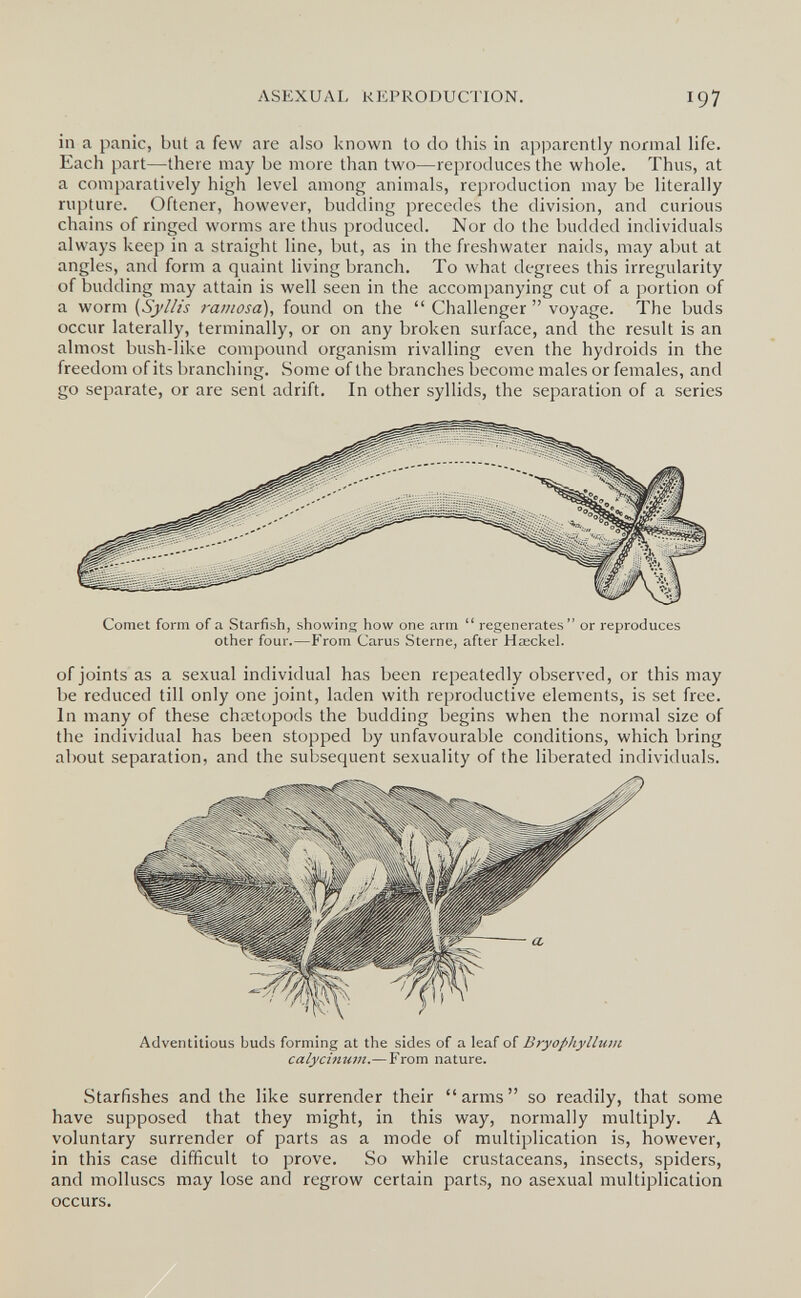 ASEXUAL REPRODUCTION. 197 in a panic, but a few are also known to do this in apparently normal life. Each part—there may be more than two—reproduces the whole. Thus, at a comparatively high level among animals, reproduction may be literally rupture. Oftener, however, budding precedes the division, and curious chains of ringed worms are thus produced. Nor do the budded individuals always keep in a straight line, but, as in the freshwater naids, may abut at angles, and form a quaint living branch. To what degrees this irregularity of budding may attain is well seen in the accompanying cut of a portion of a worm (Sj/¿/¿s ramosa), found on the  Challenger  voyage. The buds occur laterally, terminally, or on any broken surface, and the result is an almost bush-like compound organism rivalling even the hydroids in the freedom of its branching. Some of the branches become males or females, and go separate, or are sent adrift. In other syllids, the separation of a series Other four.—From Carus Sterne, after Hœckel. of joints as a sexual individual has been repeatedly observed, or this may be reduced till only one joint, laden with reproductive elements, is set free. In many of these chœtopods the budding begins when the normal size of the individual has been stopped by unfavourable conditions, which bring about separation, and the subsequent sexuality of the liberated individuals. Adventitious buds forming at the sides of a leaf of Bryophyllutu calycinum.—From nature. Starfishes and the like surrender their arms so readily, that some have supposed that they might, in this way, normally multiply. A voluntary surrender of parts as a mode of multiplication is, however, in this case difficult to prove. So while crustaceans, insects, spiders, and molluscs may lose and regrow certain parts, no asexual multiplication occurs.