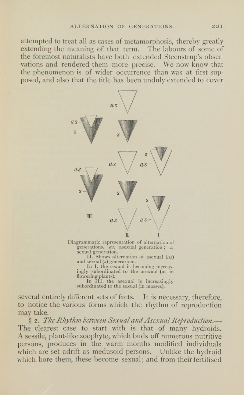 ALTERNATION OF GENERATIONS. 20I attempted to treat all as cases of metamorphosis, thereby greatly extending the meaning of that term. The labours of some of the foremost naturalists have both extended Steenstrup's obser¬ vations and rendered them more precise. We now know that the phenomenon is of wider occurrence than was at first sup¬ posed, and also that the title has been unduly extended to cover u I Diagrammatic representation of alternation of generations, as, asexual generation ; s, sexual generation. II. Shows alternation of asexual (as) and sexual (s) generations. In I. the sexual is becoming increas¬ ingly subordinated to the asexual (as in flowering plants). In III. the asexual is increasingly subordinated to the sexual (in mosses). several entirely different sets of facts. It is necessary, therefore, to notice the various forms which the rhythm of reproduction may take. § 2. The Rhythm betiueen Sexual and Asexual Reproduction.— The clearest case to start with is that of many hydroids. A sessile, plant-like zoophyte, which buds off numerous nutritive persons, produces in the warm months modified individuals which are set adrift as medusoid persons. Unlike the hydroid Avhich bore them, these become sexual; and from their fertilised