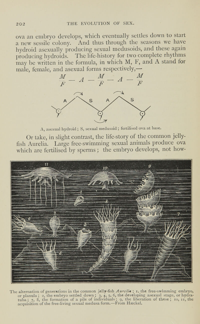 202 THE EVOLUTION OF SEX. ova an embryo develops, which eventually settles down to start a new sessile colony. And thus through the seasons we have hydroid asexually producing sexual medusoids, and these again producing hydroids. The life-history for two complete rhythms may be written in the formula, in which M, F, and A stand for male, female, and asexual forms respectively,— M F — A — M F A — M У А, asexual hydroid ; S, sexual medusoid ; fertilised ova at base. Or take, in slight contrast, the life-story of the common jelly¬ fish Aurelia. Large free-swimming sexual animals produce ova which are fertilised by sperms ; the embryo develops, not how- The alternation of generations in the common jelly-fish Aurelin ; i, the free-swimming embryo, or planula ; 2, the embryo settled down ; 3, 4, 5, 6, the developing asexual stage, or hydra- tuba ; 7, 8, the formation of a pile of individuals; 9, the liberation of these ; 10, 11, the acquisition of the free-living sexual medusa form.—PVom Haeckel.