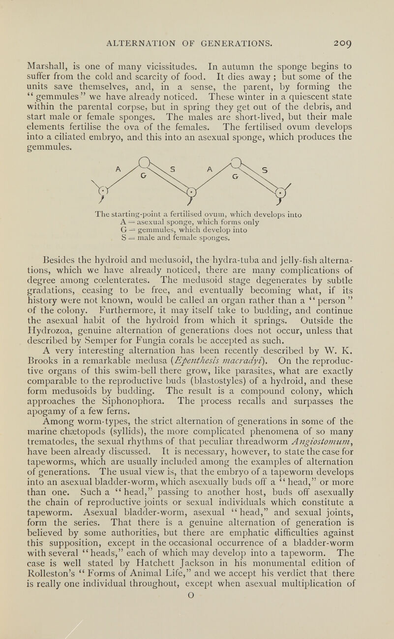 ALTERNATION OF GENERATIONS. 209 Marshall, is one of many vicissitudes. In autumn the sponge begins to suffer from the cold and scarcity of food. It dies away ; but some of the units save themselves, and, in a sense, the parent, by forming the  gemmules we have already noticed. These winter in a quiescent state within the parental corpse, but in spring they get out of the debris, and start male or female sponges. The males are short-lived, but their male elements fertilise the ova of the females. The fertilised ovum develops into a ciliated embryo, and this into an asexual sponge, which produces the gemmules. Besides the hydroid and medusoid, the hydra-tuba and jelly-fish alterna¬ tions, which we have already noticed, there are many complications of degree among cœlenterates. The medusoid stage degenerates by subtle gradations, ceasing to be free, and eventually becoming what, if its history were not known, would be called an organ rather than a  person  of the colony. Furthermore, it may itself take to budding, and continue the asexual habit of the hydroid from which it springs. Outside the Hydrozoa, genuine alternation of generations does not occur, unless that described by Semper for Fungia corals be accepted as such. A very interesting alternation has been recently described by W. K. Brooks in a remarkable medusa {Epenthesis macradyi). On the reproduc¬ tive organs of this swim-bell there grow, like parasites, what are exactly comparable to the reproductive buds (blastostyles) of a hydroid, and these form medusoids by budding. The result is a compound colony, which approaches the Siphonophora. The process recalls and surpasses the apogamy of a few ferns. Among worm-types, the strict alternation of generations in some of the marine chœtopods (syllids), the more complicated phenomena of so many trematodes, the sexual rhythms of that peculiar threadworm Angiostomum, have been already discussed. It is necessary, however, to state the case for tapeworms, which are usually included among the examples of alternation of generations. The usual view is, that the embryo of a tapeworm develops into an asexual bladder-worm, which asexually buds off a  head, or more than one. Such a  head, passing to another host, buds off asexually the chain of reproductive joints or sexual individuals which constitute a tapeworm. Asexual bladder-worm, asexual head, and sexual joints, form the series. That there is a genuine alternation of generation is believed by some authorities, but there are emphatic difficulties against this supposition, except in the occasional occurrence of a bladder-worm with several heads, each of which may develop into a tapeworm. The case is well stated by Hatchett Jackson in his monumental edition of Rolleston's  Forms of Animal Life, and we accept his verdict that there is really one individual throughout, except when asexual multiplication of The starting-point a fertilised ovum, which develops into A —asexual sponge, which forms only G gemmules, which develop into S — male and female sponges. О