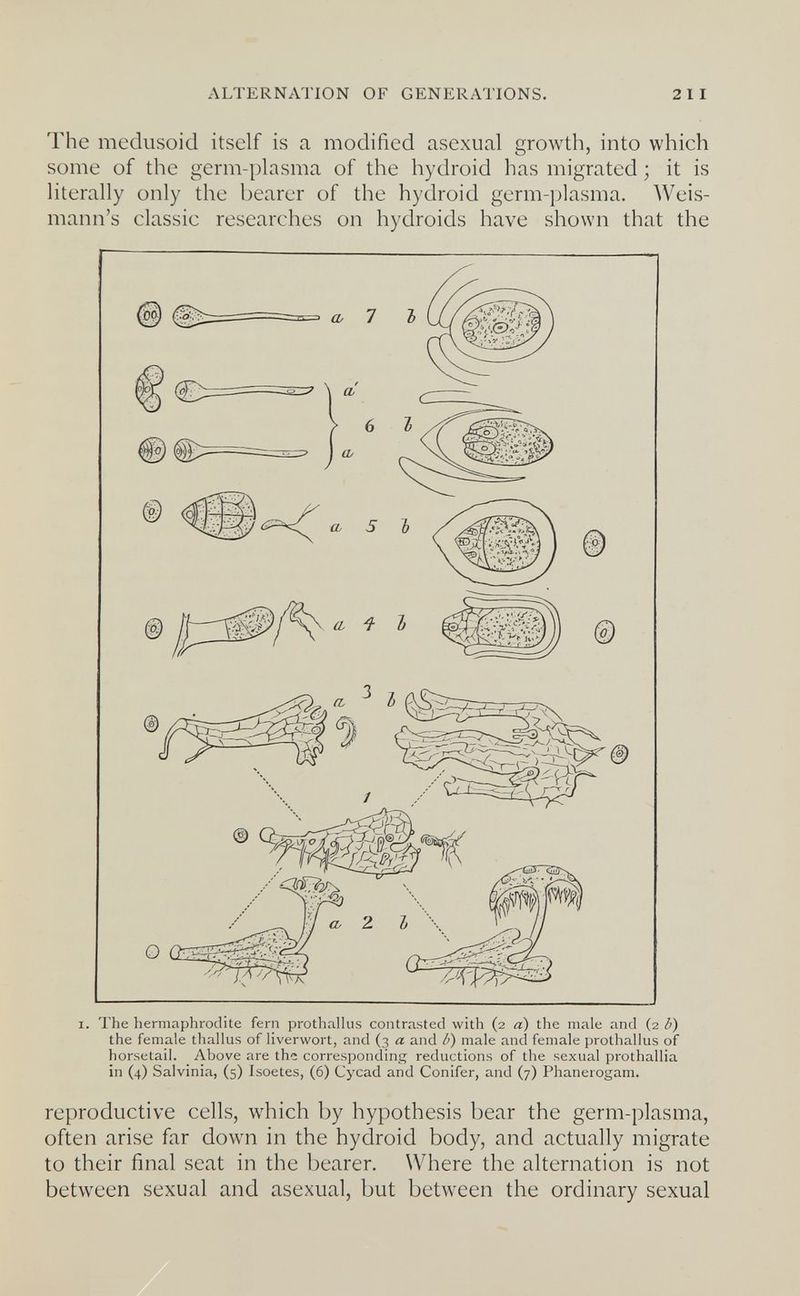 ALTERNATION OF GENERATIONS. 211 The medusoid itself is a modified asexual growth, into which some of the germ-plasma of the hydroid has migrated ; it is literally only the bearer of the hydroid germ-plasma. Weis- mann's classic researches on hydroids have shown that the I. The hermaphrodite fern prothaHus contrasted with (2 a) the male and (2 ¿>) the female thallus of liverwort, and (3 a and /') male and female prothallus of horsetail. Above are the corresponding reductions of the sexual prothallia in (4) Salvinia, (5) Isoetes, (6) Cycad and Conifer, and (7) Phanerogam. reproductive cells, which by hypothesis bear the germ-plasma, often arise far down in the hydroid body, and actually migrate to their final seat in the bearer. Where the alternation is not between sexual and asexual, but between the ordinary sexual