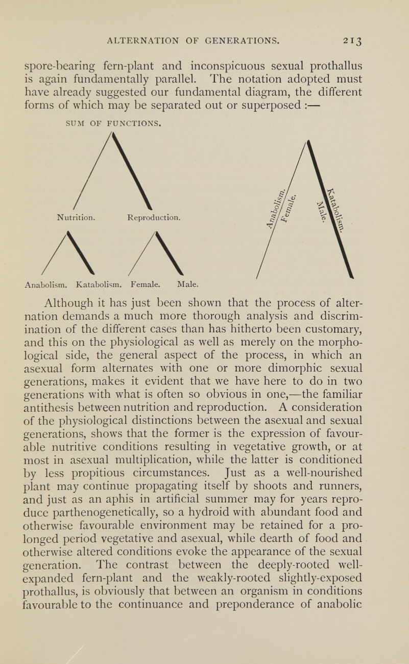ALTERNATION OF GENERATIONS, 213 spore-bearing fern-plant and inconspicuous sexual prothallus is again fundamentally parallel. The notation adopted must have already suggested our fundamental diagram, the different forms of which may be separated out or superposed :— SUM OF FUNCTIONS. Anabolism. Katabolism. Female. Male. Although it has just been shown that the process of alter¬ nation demands a much more thorough analysis and discrim¬ ination of the different cases than has hitherto been customary, and this on the physiological as well as merely on the morpho¬ logical side, the general aspect of the process, in which an asexual form alternates with one or more dimorphic sexual generations, makes it evident that we have here to do in two generations with what is often so obvious in one,—the familiar antithesis between nutrition and reproduction. A consideration of the physiological distinctions between the asexual and sexual generations, shows that the former is the expression of favour¬ able nutritive conditions resulting in vegetative growth, or at most in asexual multiplication, while the latter is conditioned by less propitious circumstances. Just as a well-nourished plant may continue propagating itself by shoots and runners, and just as an aphis in artificial summer may for years repro¬ duce parthenogenetically, so a hydroid with abundant food and otherwise favourable environment may be retained for a pro¬ longed period vegetative and asexual, while dearth of food and otherwise altered conditions evoke the appearance of the sexual generation. The contrast between the deeply-rooted well- expanded fern-plant and the weakly-rooted slightly-exposed prothallus, is obviously that between an organism in conditions favourable to the continuance and preponderance of anabolic \ Nutrition. Reproduction.