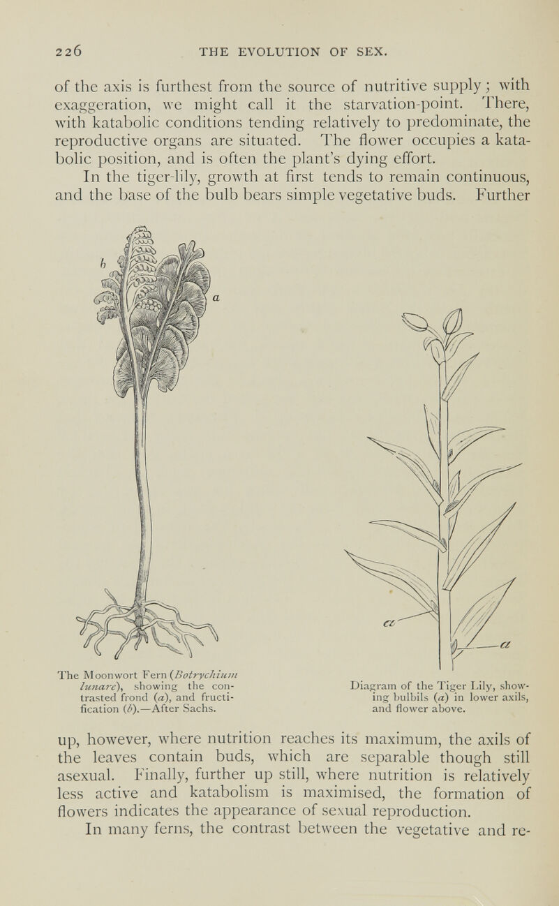 220 THE EVOLUTION OF SEX. of the axis is furthest from the source of nutritive supply ; with exaggeration, we might call it the starvation-point. There, with katabolic conditions tending relatively to predominate, the reproductive organs are situated. The flower occupies a kata¬ bolic position, and is often the plant's dying effort. In the tiger-lily, growth at first tends to remain continuous, and the base of the bulb bears simple vegetative buds. Further The Moonwort ¥erri{Botrychiui/i llenare), showing the con¬ trasted frond (a), and fructi¬ fication {li).—After Sachs. Diagram of the Tiger Lily, show¬ ing Imlbils (л) in lower axils, and flower above. up, however, where nutrition reaches its maximum, the axils of the leaves contain buds, which are separable though still asexual. Finally, further up still, Avhere nutrition is relatively less active and katabolism is maximised, the formation of flowers indicates the appearance of sexual reproduction. In many ferns, the contrast between the vegetative and re-