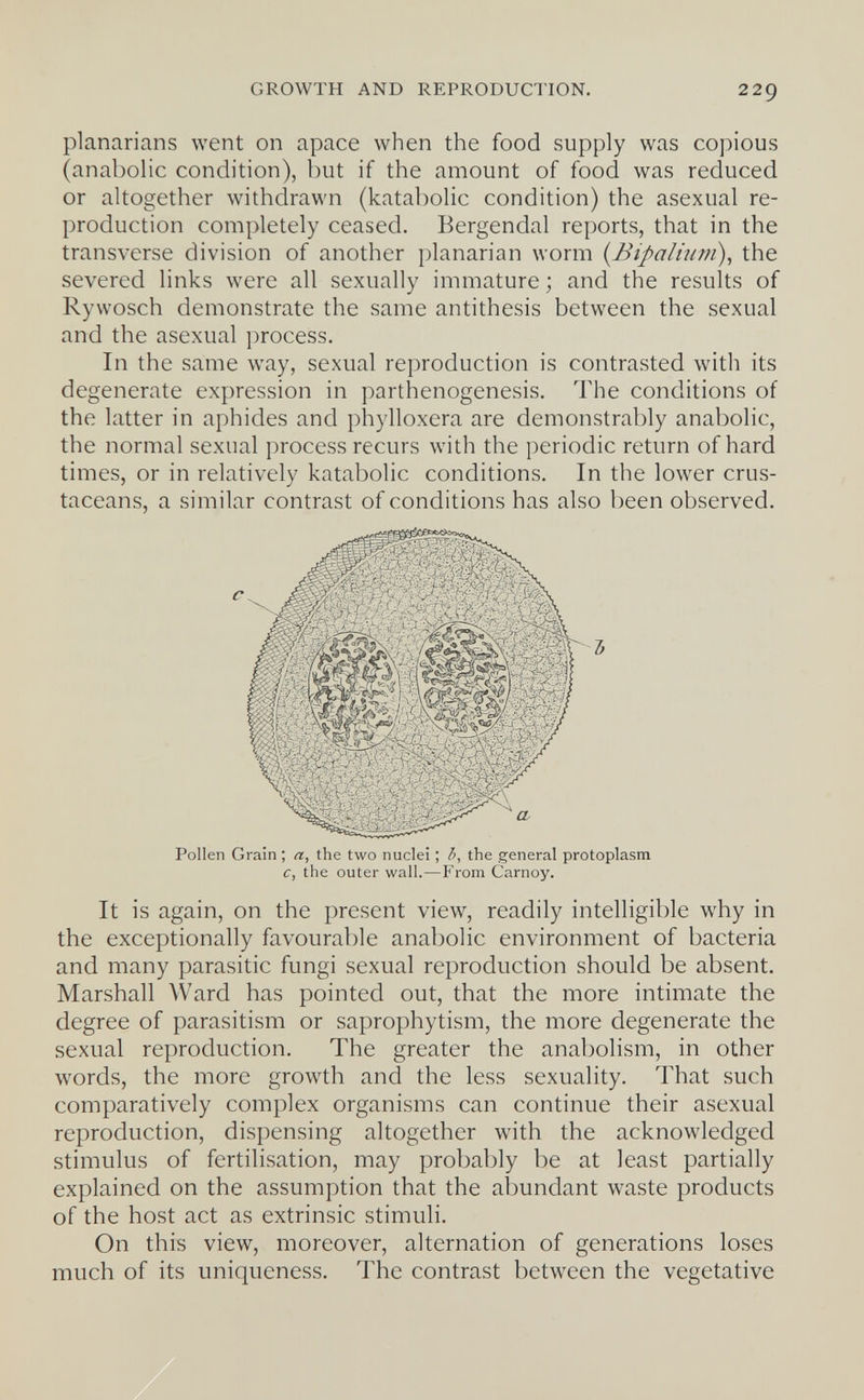 GROWTH AND REPRODUCTION. 229 planarians went on apace when the food supply was copious (anabolic condition), but if the amount of food was reduced or altogether withdrawn (katabolic condition) the asexual re¬ production completely ceased. Bergendal reports, that in the transverse division of another planarian worm {Bipalium), the severed links were all sexually immature ; and the results of Rywosch demonstrate the same antithesis between the sexual and the asexual process. In the same way, sexual reproduction is contrasted with its degenerate expression in parthenogenesis. The conditions of the latter in aphides and phylloxera are demonstrably anabolic, the normal sexual process recurs with the periodic return of hard times, or in relatively katabolic conditions. In the lower crus¬ taceans, a similar contrast of conditions has also been observed. Pollen Grain ; a, the two nuclei ; h, the general protoplasm c, the outer wall.—From Carnoy. It is again, on the present view, readily intelligible why in the exceptionally favourable anabolic environment of bacteria and many parasitic fungi sexual reproduction should be absent. Marshall Ward has pointed out, that the more intimate the degree of parasitism or saprophytism, the more degenerate the sexual reproduction. The greater the anabolism, in other words, the more growth and the less sexuality. That such comparatively complex organisms can continue their asexual reproduction, dispensing altogether with the acknowledged stimulus of fertilisation, may probably be at least partially explained on the assumption that the abundant waste products of the host act as extrinsic stimuli. On this view, moreover, alternation of generations loses much of its uniqueness. The contrast between the vegetative