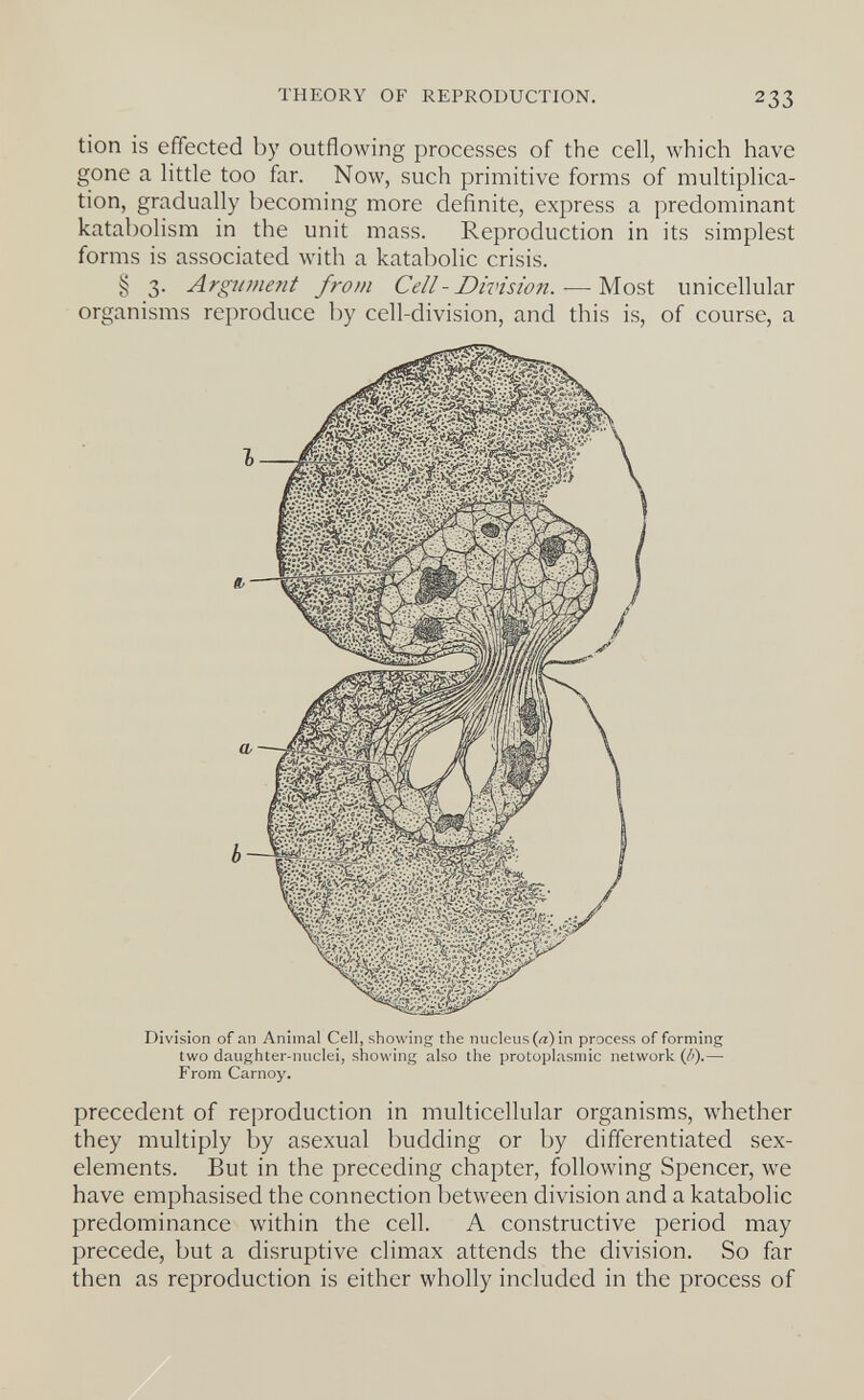 THEORY OF REPRODUCTION. 233 tion is effected by outflowing processes of the cell, which have gone a little too far. Now, such primitive forms of multiplica¬ tion, gradually becoming more definite, express a predominant katabolism in the unit mass. Reproduction in its simplest forms is associated with a katabolic crisis. § 3. Argument from Cell - Division. — Most unicellular organisms reproduce by cell-division, and this is, of course, a Division of an Animal Cell, showing the nucleus {a) in process of forming two daughter-nuclei, showing also the protoplasmic network (/').— From Carnoy. precedent of reproduction in multicellular organisms, whether they multiply by asexual budding or by differentiated sex- elements. But in the preceding chapter, following Spencer, we have emphasised the connection between division and a katabolic predominance within the cell. A constructive period may precede, but a disruptive climax attends the division. So far then as reproduction is either wholly included in the process of
