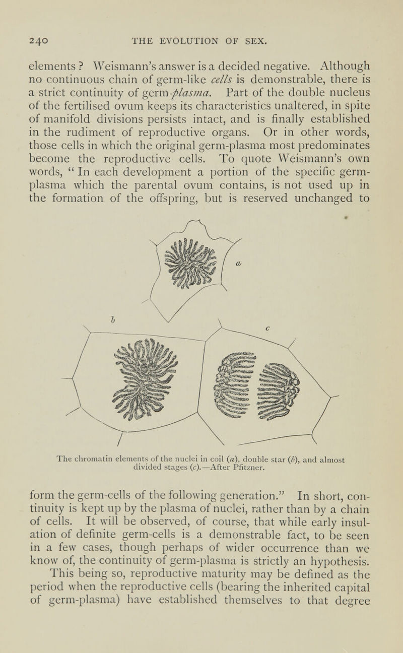 240 THE EVOLUTION OF SEX. elements ? Weismann's answer is a decided negative. Although no continuous chain of germ-like cells is demonstrable, there is a strict continuity of germ-plasma. Part of the double nucleus of the fertilised ovum keeps its characteristics unaltered, in spite of manifold divisions persists intact, and is finally established in the rudiment of reproductive organs. Or in other words, those cells in which the original germ-plasma most predominates become the reproductive cells. To quote Weismann's own words,  In each development a portion of the specific germ- plasma which the parental ovum contains, is not used up in the formation of the offspring, but is reserved unchanged to The chromatin elements of the nuclei in coil (я), double star {b), and almost divided stages (c).—After Pfitzner. form the germ-cells of the following generation. In short, con¬ tinuity is kept up by the plasma of nuclei, rather than by a chain of cells. It will be observed, of course, that while early insul¬ ation of definite germ-cells is a demonstrable fact, to be seen in a few cases, though perhaps of wider occurrence than we know of, the continuity of germ-plasma is strictly an hypothesis. This being so, reproductive maturity may be defined as the period when the reproductive cells (bearing the inherited capital of germ-plasma) have established themselves to that degree