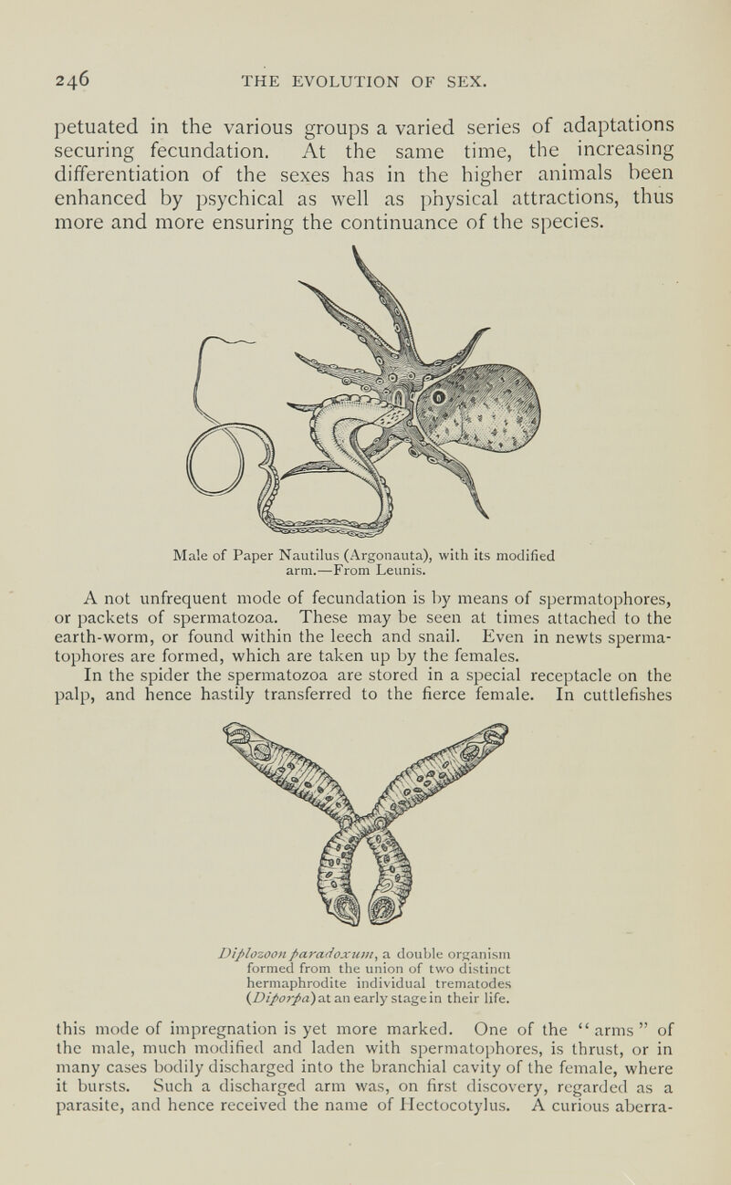 246 THE EVOLUTION OF SEX. petuated in the various groups a varied series of adaptations securing fecundation. At the same time, the increasing differentiation of the sexes has in the higher animals been enhanced by psychical as well as physical attractions, thus more and more ensuring the continuance of the species. A not unfrequent mode of fecundation is by means of spermatophores, or packets of spermatozoa. These may be seen at times attached to the earth-worm, or found within the leech and snail. Even in newts sperma¬ tophores are formed, which are taken up by the females. In the spider the spermatozoa are stored in a special receptacle on the palp, and hence hastily transferred to the fierce female. In cuttlefishes this mode of impregnation is yet more marked. One of the arms of the male, much modified and laden with spermatophores, is thrust, or in many cases bodily discharged into the branchial cavity of the female, where it bursts. Such a discharged arm was, on first discovery, regarded as a parasite, and hence received the name of Hectocotylus. A curious aberra- Male of Paper Nautilus (Argonauta), with its modified arm.—From Leunis. Diplozoonparadoxuiii, a double organism formed from the union of two distinct hermaphrodite individual trematodes at an early stage in their life.
