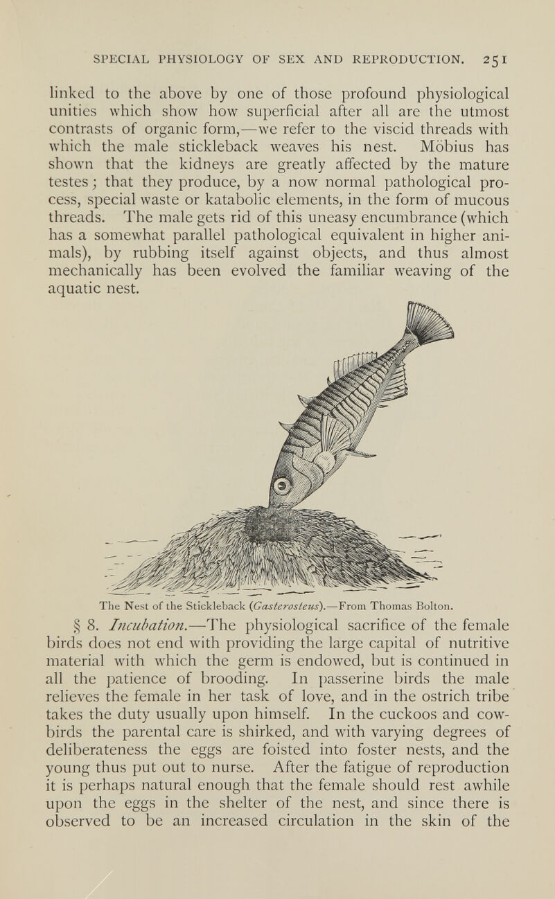 SPECIAL PHYSIOLOGY OF SEX AND REPRODUCTION. 251 linked to the above by one of those profound physiological unities which show how superficial after all are the utmost contrasts of organic form,—we refer to the viscid threads with which the male stickleback weaves his nest. Möbius has shown that the kidneys are greatly affected by the mature testes ; that they produce, by a now normal pathological pro¬ cess, special waste or katabolic elements, in the form of mucous threads. The male gets rid of this uneasy encumbrance (which has a somewhat parallel pathological equivalent in higher ani¬ mals), by rubbing itself against objects, and thus almost mechanically has been evolved the familiar weaving of the aquatic nest. The Nest of the Stickleback (Gasterosteus).—From Thomas Bolton. § 8. Incubation.—-The physiological sacrifice of the female birds does not end \vith providing the large capital of nutritive material with which the germ is endowed, but is continued in all the patience of brooding. In ])asserine birds the male relieves the female in her task of love, and in the ostrich tribe takes the duty usually upon himself. In the cuckoos and cow- birds the parental care is shirked, and with varying degrees of deliberateness the eggs are foisted into foster nests, and the young thus put out to nurse. After the fatigue of reproduction it is perhaps natural enough that the female should rest awhile upon the eggs in the shelter of the nest, and since there is observed to be an increased circulation in the skin of the