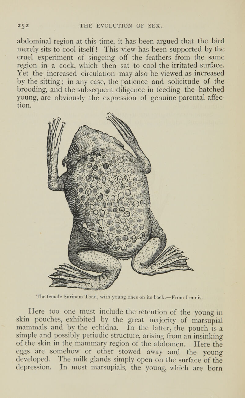 252 THE EVOLUTION OF SEX. abdominal region at this time, it has been argued that the bird merely sits to cool itself! This view has been supported by the cruel experiment of singeing off the feathers from the same region in a cock, луЬ1сЬ then sat to cool the irritated surface. Yet the increased circulation may also be viewed as increased by the sitting ; in any case, the patience and solicitude of the brooding, and the subsequent diligence in feeding the hatched young, are obviously the expression of genuine parental affec¬ tion. The female Surinam Toad, with young ones on its back.—From Leunis. Here too one must include the retention of the young in skin pouches, exhibited by the great majority of marsupial mammals and by the echidna. In the latter, the pouch is a simple and possibly periodic structure, arising from an insinking of the skin in the mammary region of the abdomen. Here the eggs are somehow or other stowed away and the young developed. The milk glands simply open on the surface of the depression. In most marsupials, the young, which are born