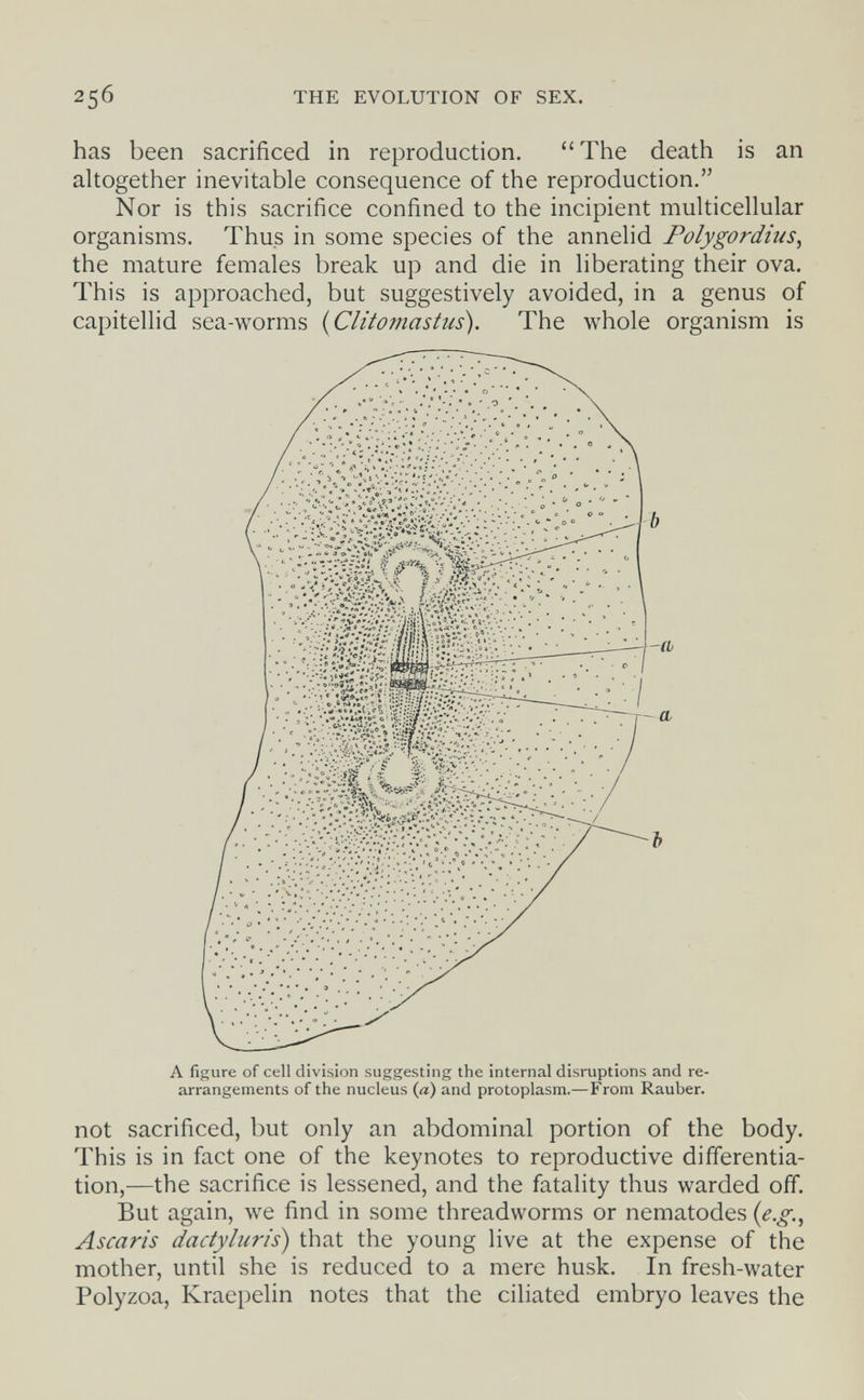 256 THE EVOLUTION OF SEX. has been sacrificed in reproduction. The death is an altogether inevitable consequence of the reproduction. Nor is this sacrifice confined to the incipient multicellular organisms. Thus in some species of the annelid Folygordius, the mature females break up and die in liberating their ova. This is approached, but suggestively avoided, in a genus of not sacrificed, but only an abdominal portion of the body. This is in fact one of the keynotes to reproductive differentia¬ tion,—the sacrifice is lessened, and the fatality thus warded off. But again, we find in some threadworms or nematodes {e.g., Ascaris dactyhiris) that the young live at the expense of the mother, until she is reduced to a mere husk. In fresh-water Polyzoa, Kraepelin notes that the ciliated embryo leaves the
