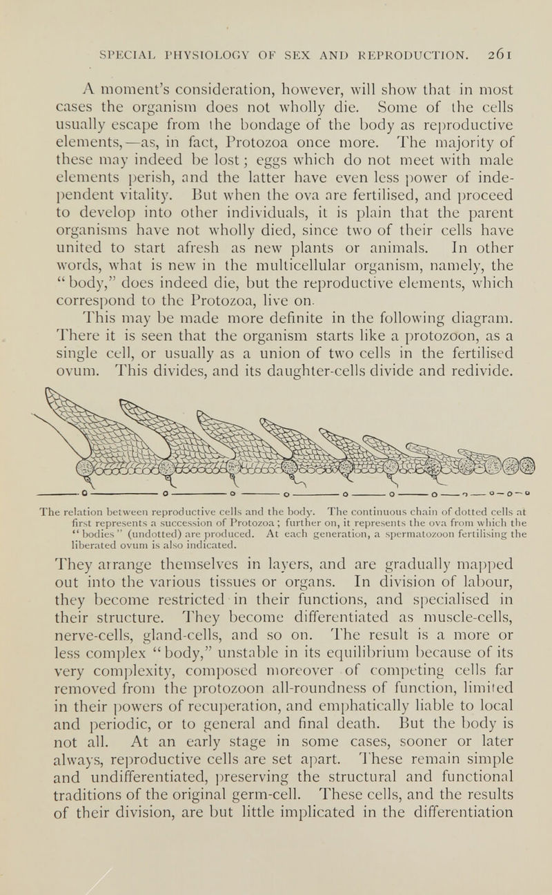 SPECIAL PHYSIOLOGY OF SEX AND REPRODUCTION. 201 A moment's consideration, however, will show that in most cases the organism does not wholly die. Some of the cells usually escape from the bondage of the body as reproductive elements,—as, in fact, Protozoa once more. The majority of these may indeed be lost ; eggs which do not meet with male elements perish, and the latter have even less power of inde¬ pendent vitality. But when the ova are fertilised, and proceed to develop into other individuals, it is plain that the parent organisms have not wholly died, since two of their cells have united to start afresh as new plants or animals. In other words, what is new in the multicellular organism, namely, the  body, does indeed die, but the reproductive elements, which correspond to the Protozoa, live on. This may be made more definite in the following diagram. There it is seen that the organism starts like a protozoon, as a single cell, or usually as a union of two cells in the fertilised ovum. This divides, and its daughter-cells divide and redivide. The relation between reproductive cells and the body. The continuous chain of dotted cells at first represents a succession of Protozoa ; further on, it represents the ova from which the *M)odies (undotted) are produced. At each generation, a spermatozoon fertihsing the liberated ovum is also indicated. They arrange themselves in layers, and are gradually mapped out into the various tissues or organs. In division of labour, they become restricted in their functions, and specialised in their structure. They become differentiated as muscle-cells, nerve-cells, gland-cells, and so on. The result is a more or less complex body, unstable in its equilibrium because of its very complexity, composed moreover of competing cells far removed from the protozoon all-roundness of function, limited in their powers of recuperation, and emphatically liable to local and periodic, or to general and final death. But the body is not all. At an early stage in some cases, sooner or later always, reproductive cells are set apart. These remain simple and undifferentiated, ])reserving the structural and functional traditions of the original germ-cell. These cells, and the results of their division, are but little implicated in the differentiation