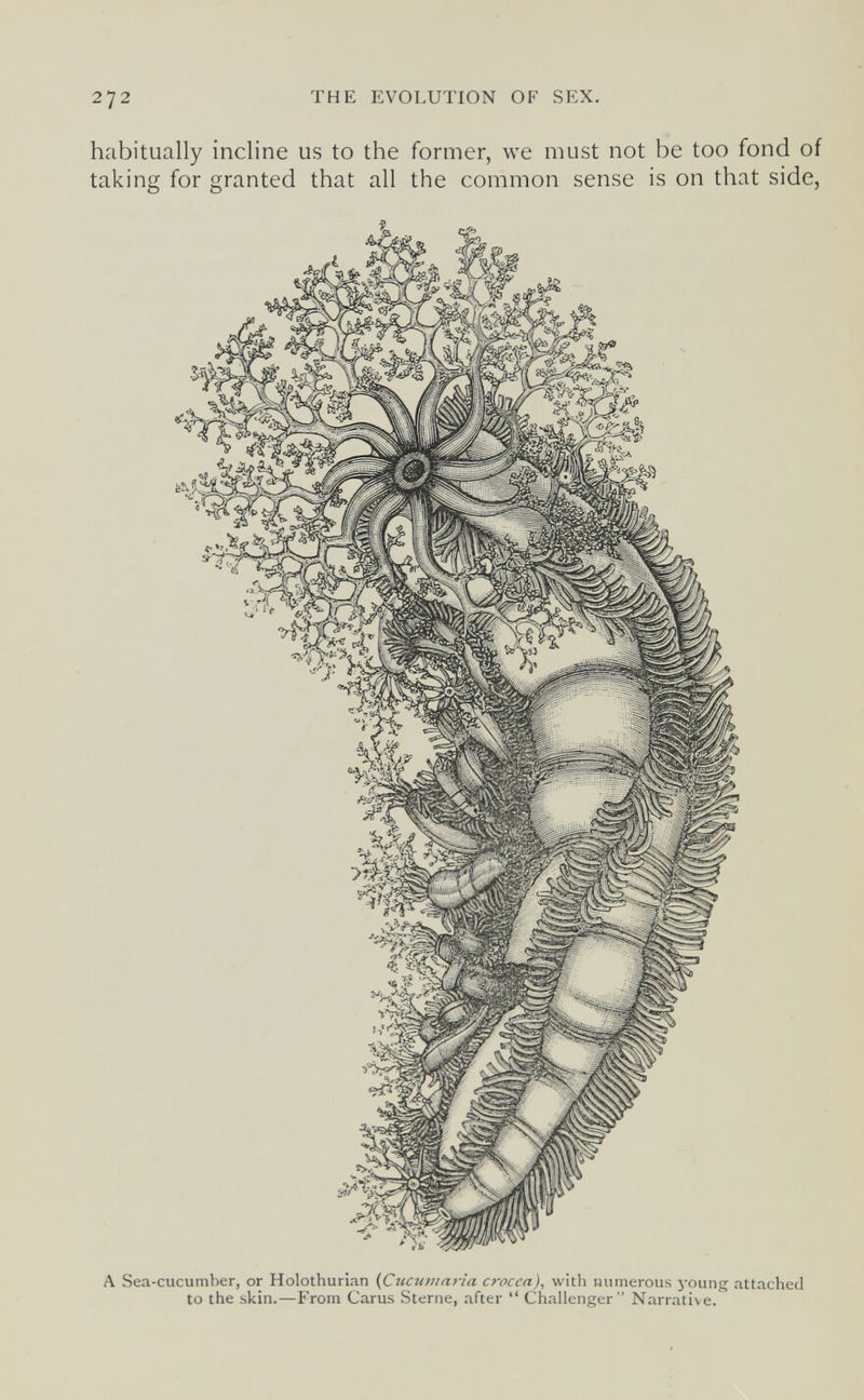 272 THE EVOLUTION OF SEX. habitually incline us to the former, we must not be too fond of taking for granted that all the common sense is on that side, A Sea-cucumber, or Holothurian {Cucumaria crocea), with numerous young attached to the skin.—From Carus Sterne, after  Challenger Narrative.