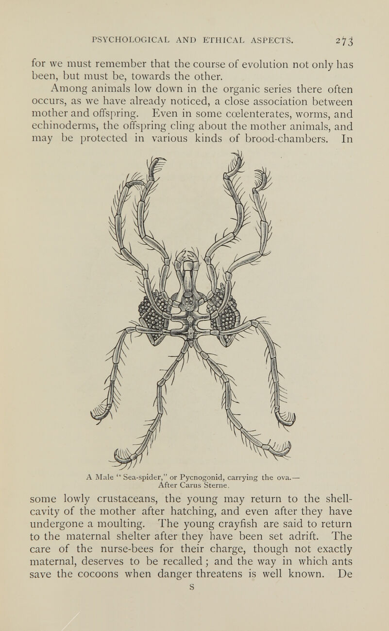 PSYCHOLOGICAL AND ETHICAL ASPECTS. 27á for we must remember that the course of evolution not only has been, but must be, towards the other. Among animals low down in the organic series there often occurs, as we have already noticed, a close association between mother and offspring. Even in some coelenterates, worms, and echinoderms, the offspring cling about the mother animals, and some lowly crustaceans, the young may return to the shell- cavity of the mother after hatching, and even after they have undergone a moulting. The young crayfish are said to return to the maternal shelter after they have been set adrift. The care of the nurse-bees for their charge, though not exactly maternal, deserves to be recalled ; and the way in which ants save the cocoons when danger threatens is well known. De s