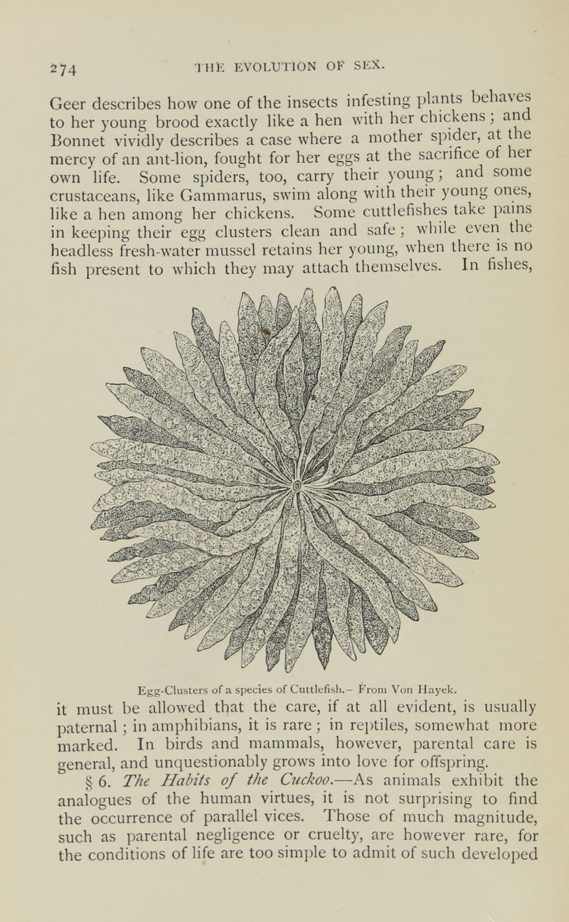 2 74 'i'HE EVOLUTION OF SEX. Geer describes how one of the insects infesting plants behaves to her young brood exactly like a hen with her chickens ; and Bonnet vividly describes a case where a mother spider, at the mercy of an ant-lion, fought for her eggs at the sacrifice of her own life. Some spiders, too, carry their young ; and some crustaceans, like Gammarus, swim along with their young ones, like a hen among her chickens. Some cuttlefishes take pains in keeping their egg clusters clean and safe ; while even the headless fresh-water mussel retains her young, when there is no fish present to which they may attach themselves. In fishes, Egg-Clusters of a species of Cuttlefish.- From Von Hayek. it must be allowed that the care, if at all evident, is usually paternal ; in amphibians, it is rare ; in reptiles, somewhat more marked. In birds and mammals, however, parental care is general, and unquestionably grows into love for offspring. § 6. The Habits of the Cuckoo.—As animals exhibit the analogues of the human virtues, it is not surprising to find the occurrence of parallel vices. Those of much magnitude, such as parental negligence or cruelty, are however rare, for the conditions of life are too simple to admit of such developed