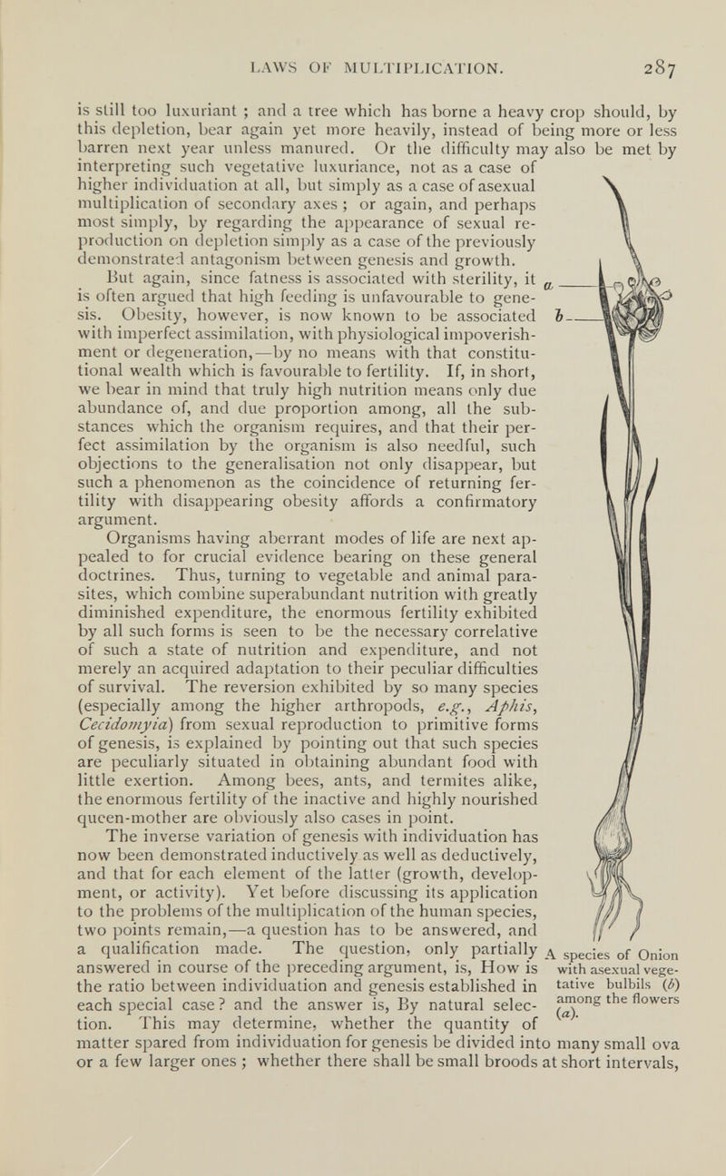 LAWS OF MULTIPLICATION. 287 is siili too luxuriant ; and a tree which has borne a heavy crop should, by this depletion, bear again yet more heavily, instead of being more or less barren next year unless manured. Or the difficulty may also be met by interpreting such vegetative luxuriance, not as a case of higher individuation at all, but simply as a case of asexual multiplication of secondary axes ; or again, and perhaps most simply, by regarding the appearance of sexual re¬ production on depletion simply as a case of the previously demonstrated antagonism between genesis and growth. But again, since fatness is associated with sterility, it g, _ is often argued that high feeding is unfavourable to gene¬ sis. Obesity, however, is now known to be associated Ъ- with imperfect assimilation, with physiological impoverish¬ ment or degeneration,—by no means with that constitu¬ tional wealth which is favourable to fertility. If, in short, we bear in mind that truly high nutrition means only due abundance of, and due proportion among, all the sub¬ stances which the organism requires, and that their per¬ fect assimilation by the organism is also needful, such objections to the generalisation not only disappear, but such a phenomenon as the coincidence of returning fer¬ tility with disappearing obesity affords a confirmatory argument. Organisms having aberrant modes of life are next ap¬ pealed to for crucial evidence bearing on these general doctrines. Thus, turning to vegetable and animal para¬ sites, which combine superabundant nutrition with greatly diminished expenditure, the enormous fertility exhibited by all such forms is seen to be the necessary correlative of such a state of nutrition and expenditure, and not merely an acquired adaptation to their peculiar difficulties of survival. The reversion exhibited by so many species (especially among the higher arthropods, e.g., Aphis, Cecidomyia) from sexual reproduction to primitive forms of genesis, is explained by pointing out that such species are peculiarly situated in oljtaining abundant food with little exertion. Among bees, ants, and termites alike, the enormous fertility of the inactive and highly nourished queen-mother are obviously also cases in point. The inverse variation of genesis with individuation has now been demonstrated inductively as well as deductively, and that for each element of the latter (growth, develop¬ ment, or activity). Yet before discussing its application to the problems of the multiplication of the human species, two points remain,—a question has to be answered, and a qualification made. The question, only partially д species of Onion answered in course of the preceding argument, is, How is with asexual vege- the ratio between individuation and genesis established in tative bulbils (¿) each special case ? and the answer is. By natural selec- flowers tion. This may determine, whether the quantity of matter spared from individuation for genesis be divided into many small ova or a few larger ones ; whether there shall be small broods at short intervals,