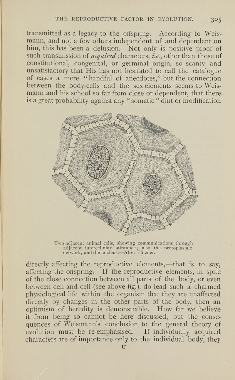 THE REPRODUCTIVE FACTOR IN EVOLUTION. 305 transmitted as a legacy to the offspring. According to Weis- mann, and not a few others independent of and dependent on him, this has been a delusion. Not only is positive proof of such transmission of acquired characters, г>., other than those of constitutional, congenital, or germinal origin, so scanty and unsatisfactory that His has not hesitated to call the catalogue of cases a mere  handful of anecdotes, but the connection between the body-cells and the sex-elements seems to Weis- mann and his school so far from close or dependent, that there is a great probability against any  somatic  dint or modification Two adjacent animal cells, showing communications through adjacent intercellular substance ; also the protoplasmic network, and the nucleus.—After Pfitzner. directly affecting the reproductive elements,—that is to say, affecting the offspring. If the reproductive elements, in spite of the close connection between all parts of the body, or even between cell and cell (see above fig.), do lead such a charmed physiological life within the organism that they are unaffected directly by changes in the other parts of the body, then an optimism of heredity is demonstrable. How far we believe it from being so cannot be here discussed, but the conse¬ quences of Weismann's conclusion to the general theory of evolution must be re-emphasised. If individually acquired characters are of importance only to the individual body, they и