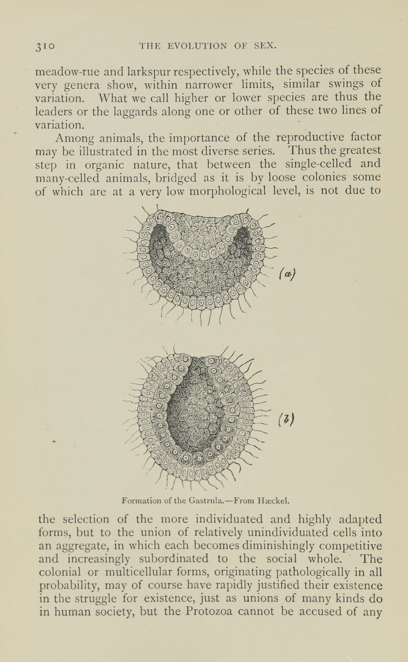 THE EVOLUTION OF SEX. meadow-rue and larkspur respectively, while the species of these very genera show, within narrower limits, similar swings of variation. What we call higher or lower species are thus the leaders or the laggards along one or other of these two lines of variation. Among animals, the importance of the reproductive factor may be illustrated in the most diverse series. Thus the greatest step in organic nature, that between the single-celled and many-celled animals, bridged as it is by loose colonies some of which are at a very low morphological level, is not due to Formation of the Gastrula.—From Haeckel. the selection of the more individuated and highly adapted forms, but to the union of relatively unindividuated cells into an aggregate, in which each becomes diminishingly competitive and increasingly subordinated to the social whole. The colonial or multicellular forms, originating pathologically in all probability, may of course have rapidly justified their existence in the struggle for existence, just as unions of many kinds do in human society, but the Protozoa cannot be accused of any