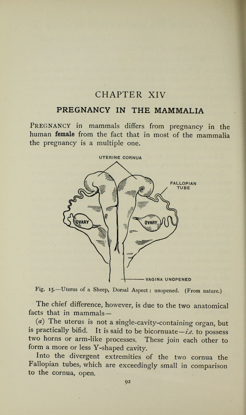 CHAPTER XIV PREGNANCY IN THE MAMMALIA Pregnancy in mammals differs from pregnancy in the human female from the fact that in most of the mammalia the pregnancy is a multiple one. Fig- —Uterus of a Sheep, Dorsal Aspect : unopened. (From nature.) The chief difference, however, is due to the two anatomical facts that in mammals— (a) The uterus is not a single-cavity-containing organ, but is practically bifid. It is said to be bicornuate—г>. to possess two horns or arm-like processes. These join each other to form a more or less Y-shaped cavity. Into the divergent extremities of the two cornua the Fallopian tubes, which are exceedingly small in comparison to the cornua, open. UTERINE CORNUA FALLOPIAN TUBE VAGINA UNOPENED 92