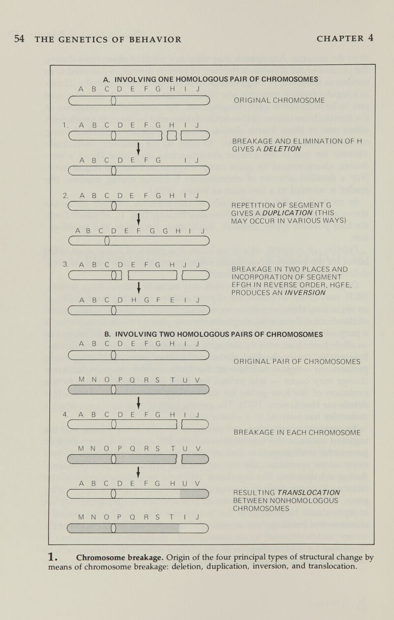 THE GENETICS OF BEHAVIOR CHAPTER 4 1. Chromosome breakage. Origin of the four principal types of structural change by means of chromosome breakage: deletion, duplication, inversion, and translocation.