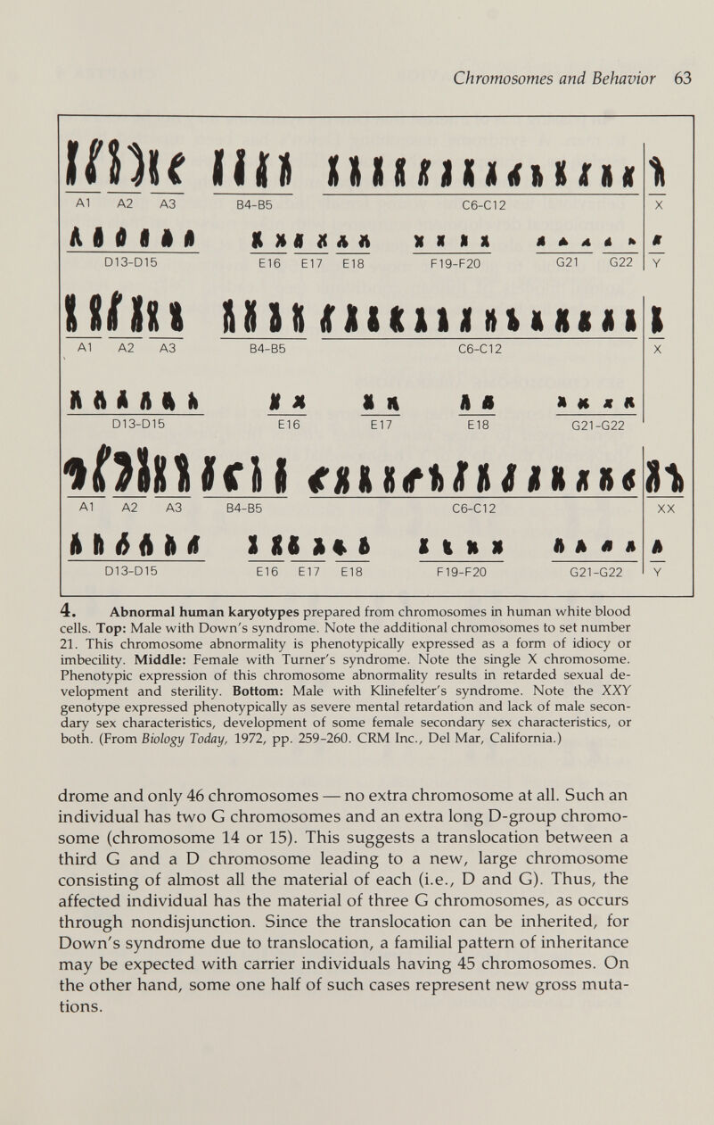 Chromosomes and Behavior 63 4. Abnormal human karyotypes prepared from chromosomes in human white blood cells. Top: Male with Down's syndrome. Note the additional chromosomes to set number 21. This chromosome abnormality is phenotypically expressed as a form of idiocy or imbecility. Middle: Female with Turner's syndrome. Note the single X chromosome. Phenotypic expression of this chromosome abnormality results in retarded sexual de¬ velopment and sterility. Bottom: Male with Klinefelter's syndrome. Note the XXY genotype expressed phenotypically as severe mental retardation and lack of male secon¬ dary sex characteristics, development of some female secondary sex characteristics, or both. (From Biology Today, 1972, pp. 259-260. CRM Inc., Del Mar, California.) drome and only 46 chromosomes — no extra chromosome at all. Such an individual has two G chromosomes and an extra long D-group chromo¬ some (chromosome 14 or 15). This suggests a translocation between a third G and a D chromosome leading to a new, large chromosome consisting of almost all the material of each (i.e., D and G). Thus, the affected individual has the material of three G chromosomes, as occurs through nondisjunction. Since the translocation can be inherited, for Down's syndrome due to translocation, a familial pattern of inheritance may be expected with carrier individuals having 45 chromosomes. On the other hand, some one half of such cases represent new gross muta¬ tions.